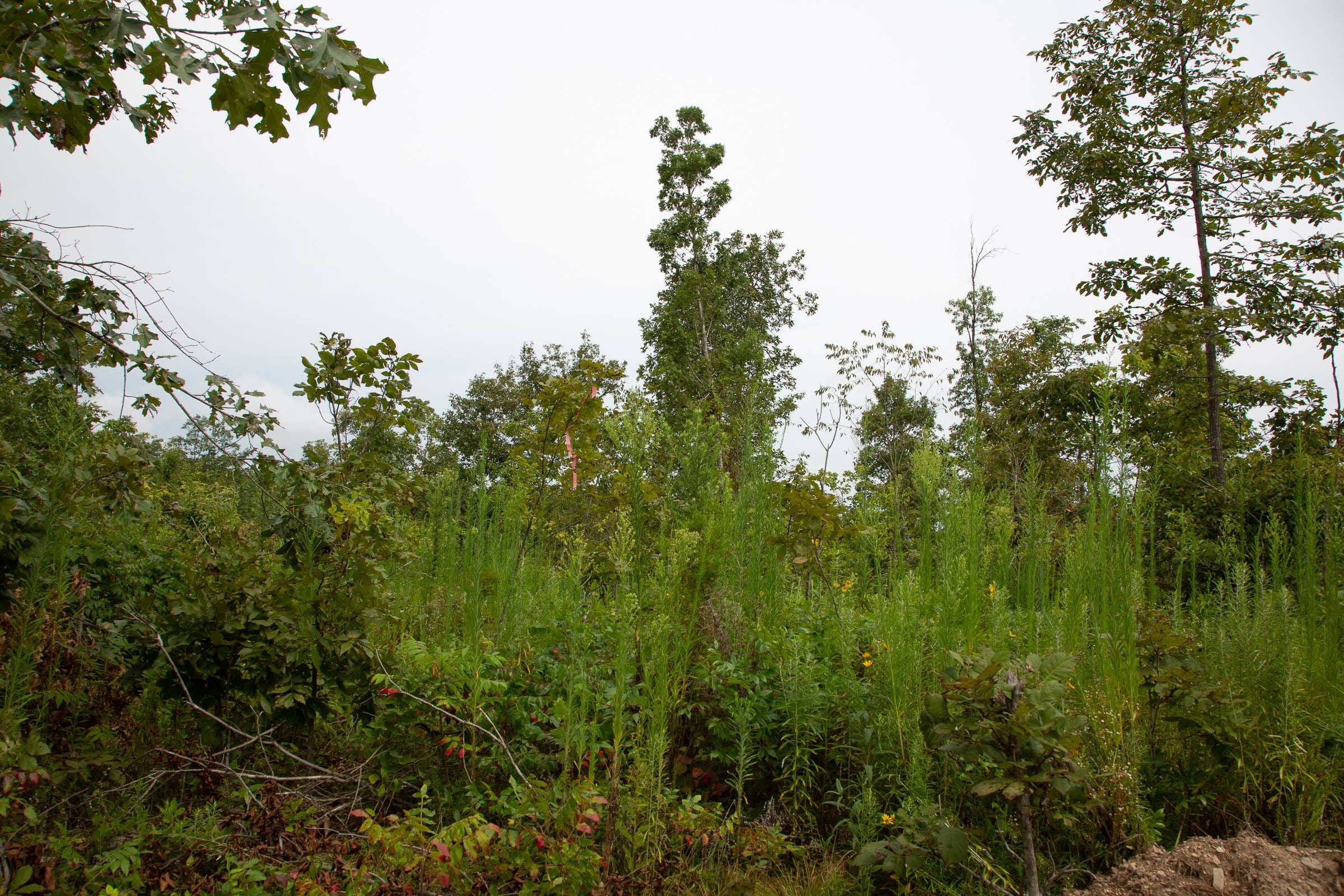 Borgmann’s Hollow Phase II Tract 46 photo 4