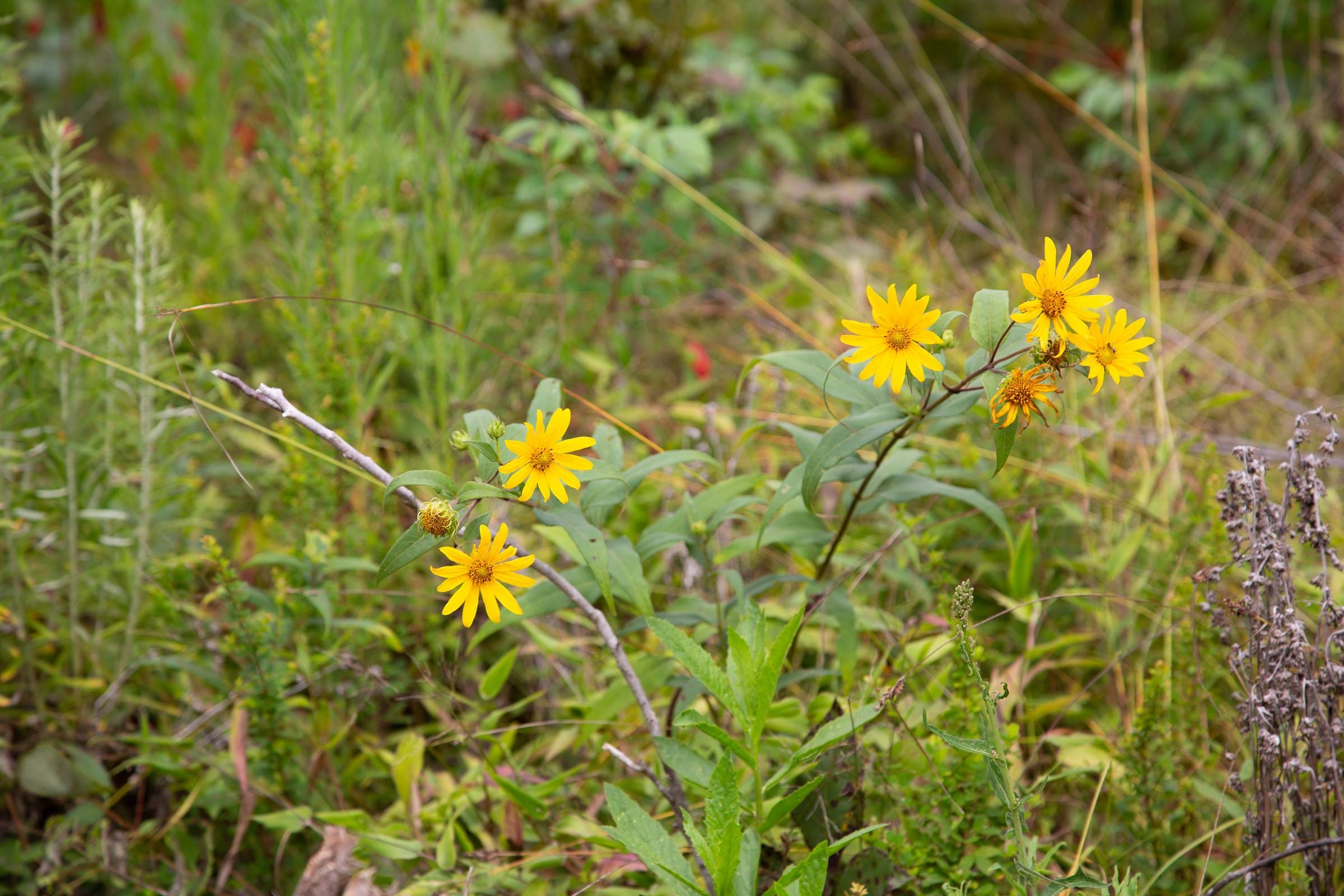 Borgmann’s Hollow Phase II Tract 46 photo 5
