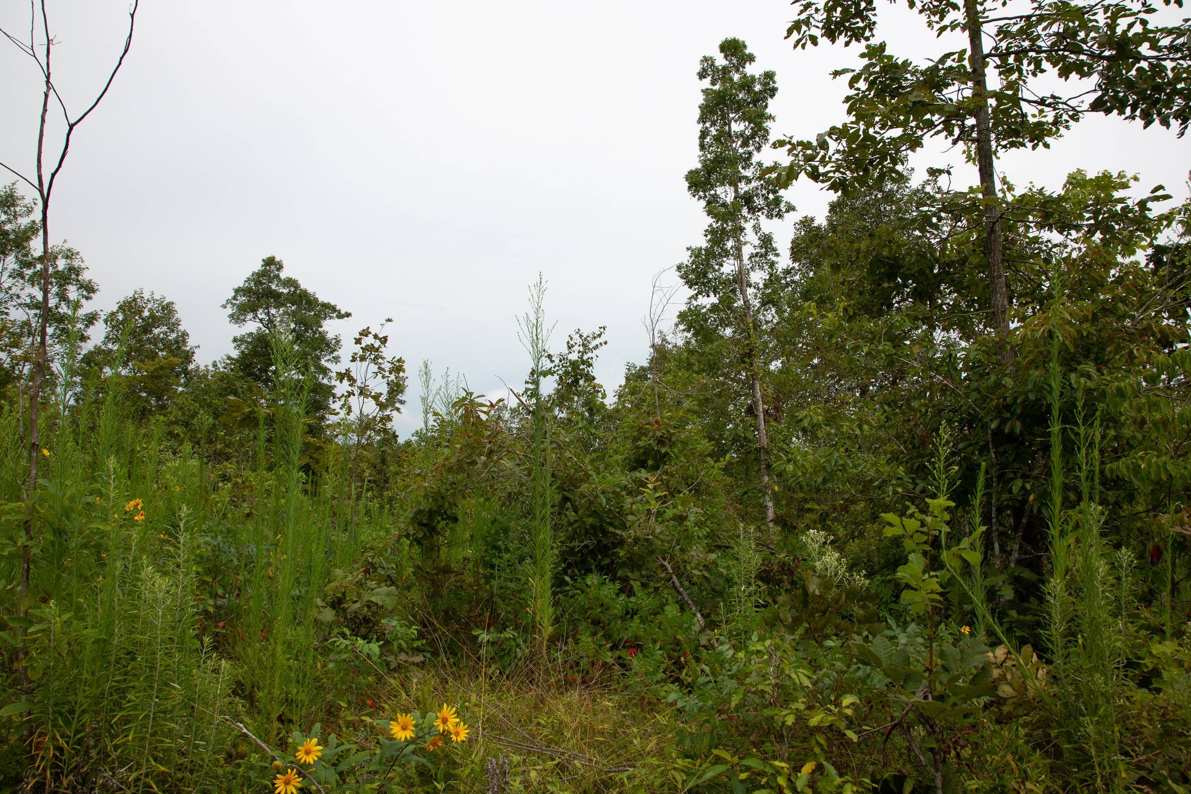 Borgmann’s Hollow Phase II Tract 46 photo 7
