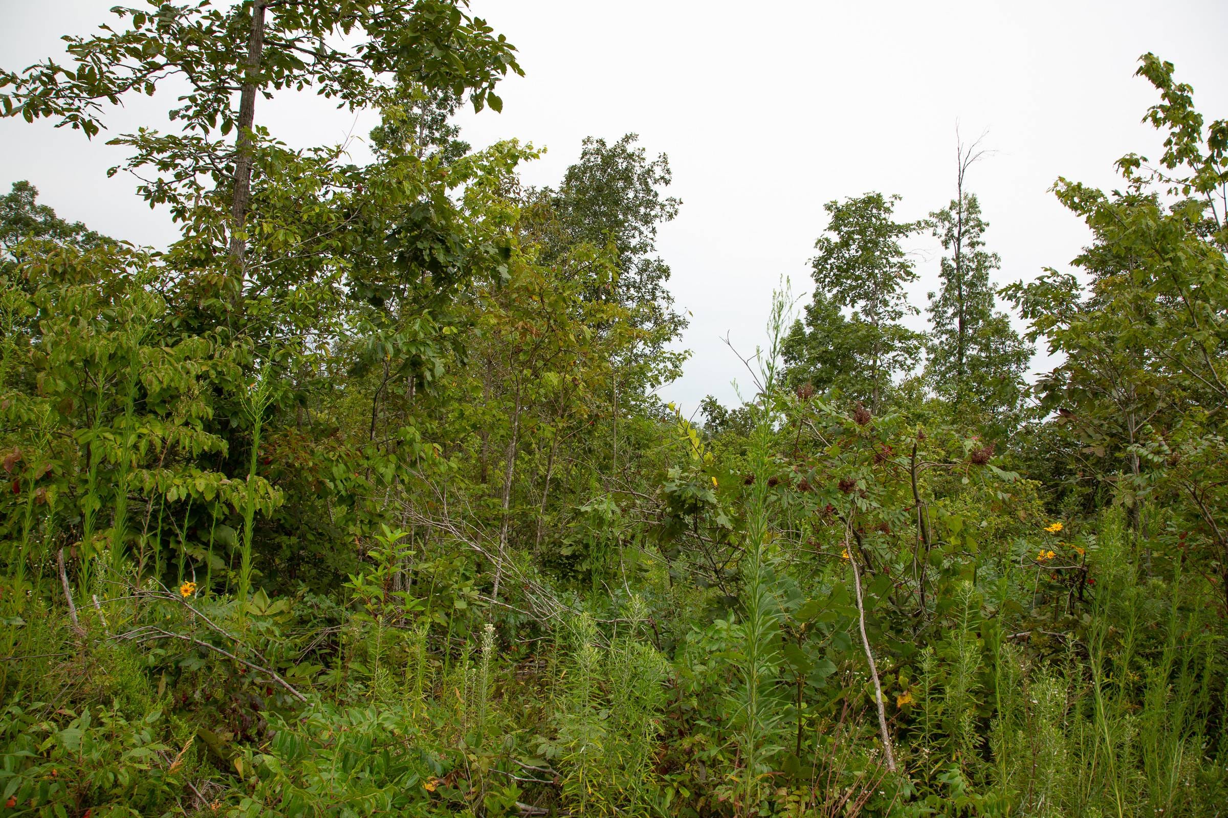 Borgmann’s Hollow Phase II Tract 46 photo 8