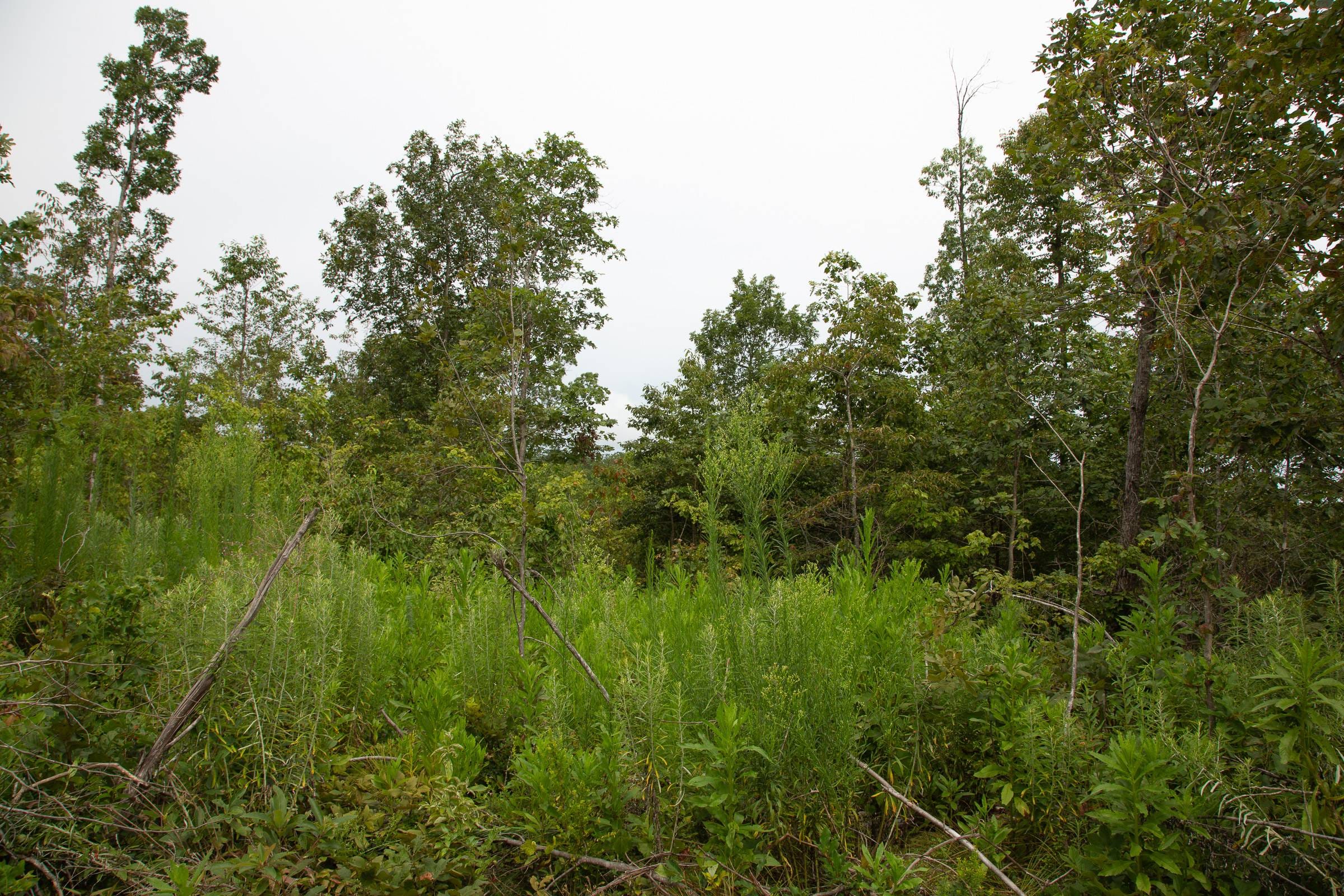 Borgmann’s Hollow Phase II Tract 46 photo 9