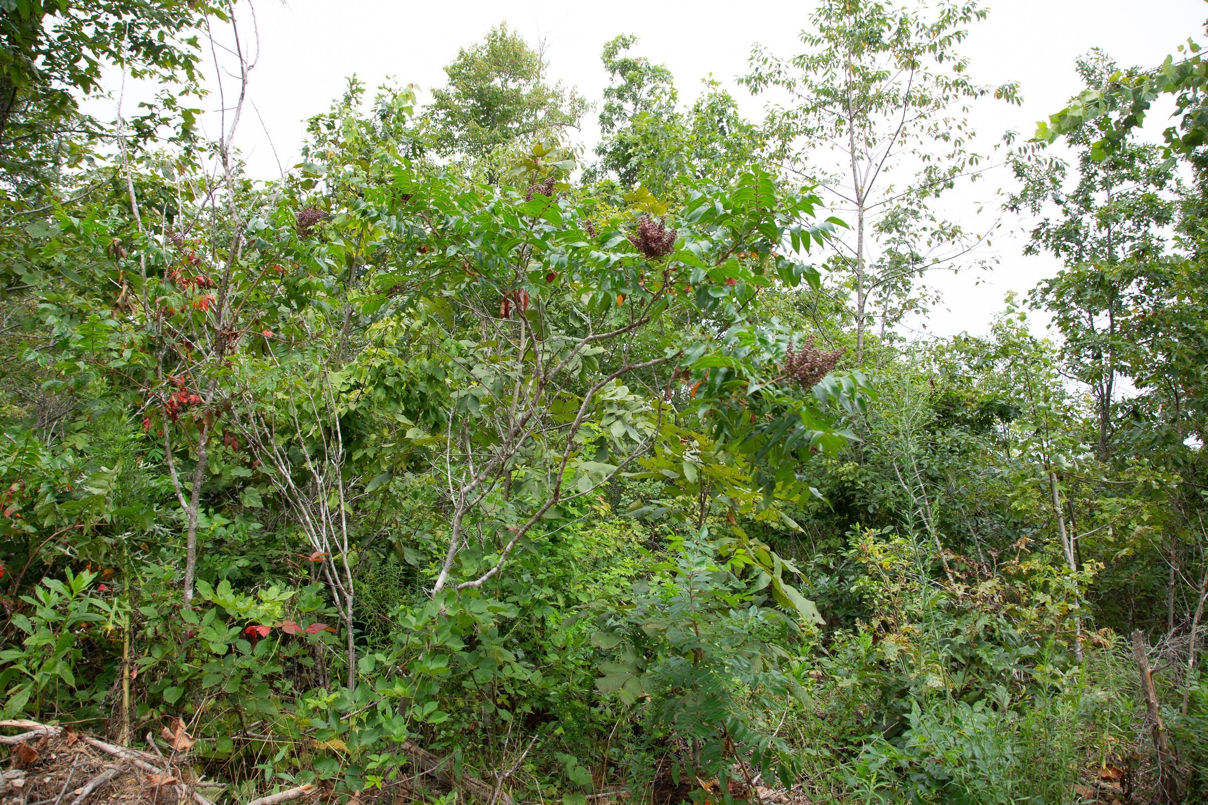 Borgmann’s Hollow Phase II Tract 46 photo 10