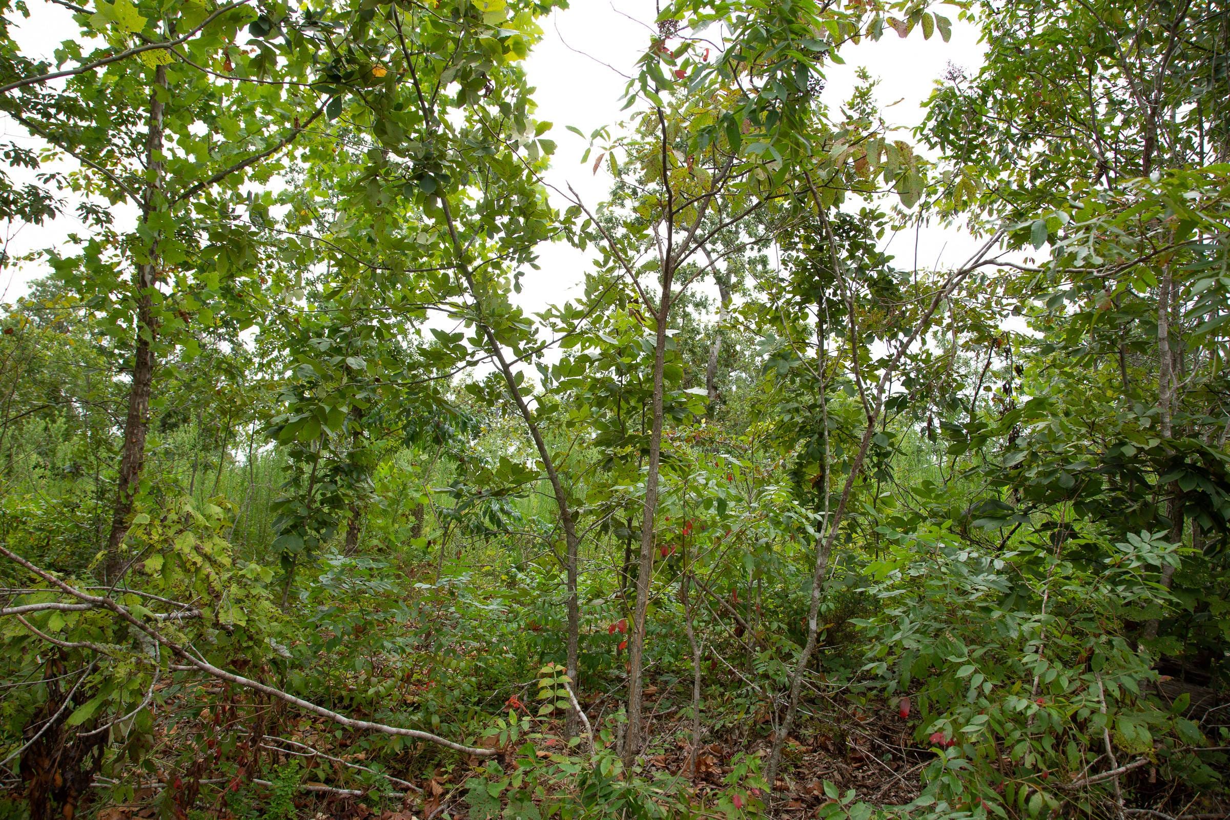 Borgmann’s Hollow Phase II Tract 46 photo 12