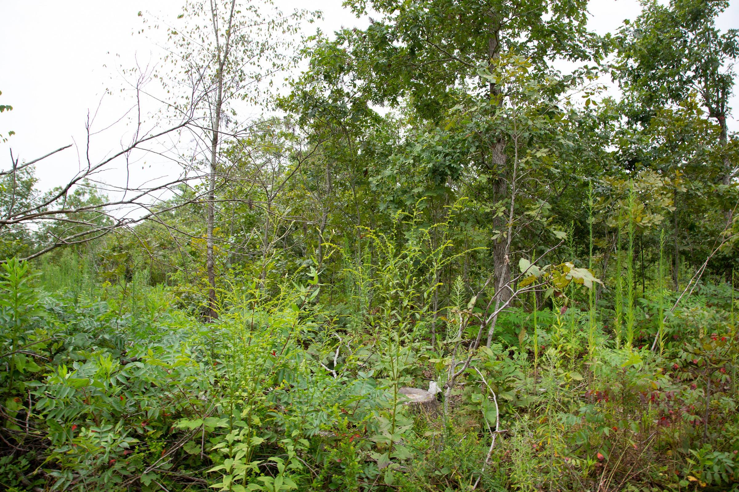 Borgmann’s Hollow Phase II Tract 46 photo 13