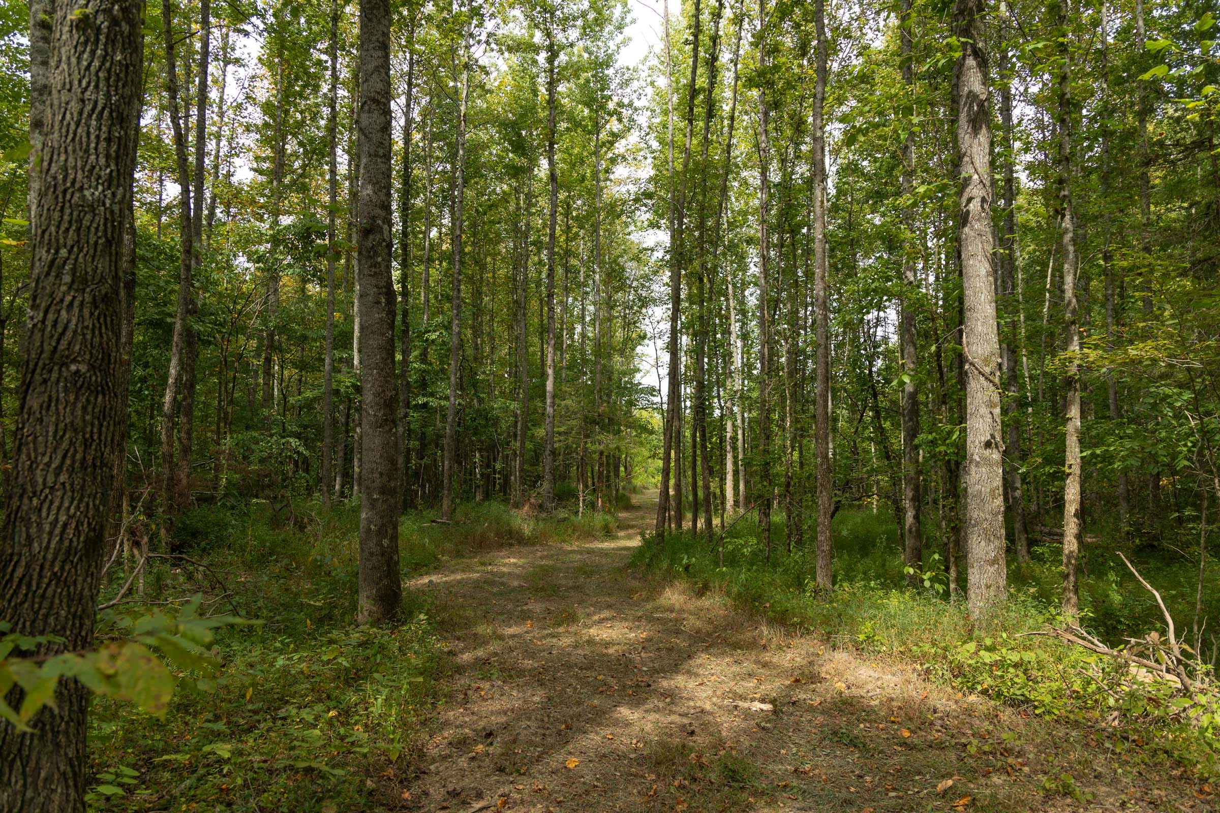Big White Oak Tract 124 photo 14