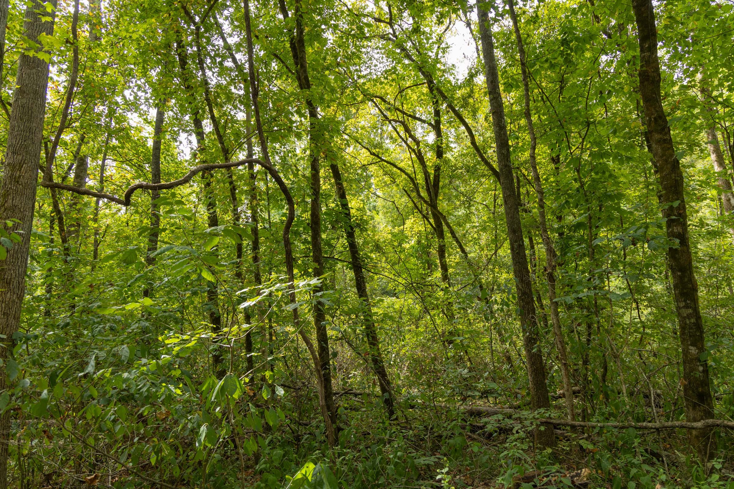 Big White Oak Tract 124 photo 13