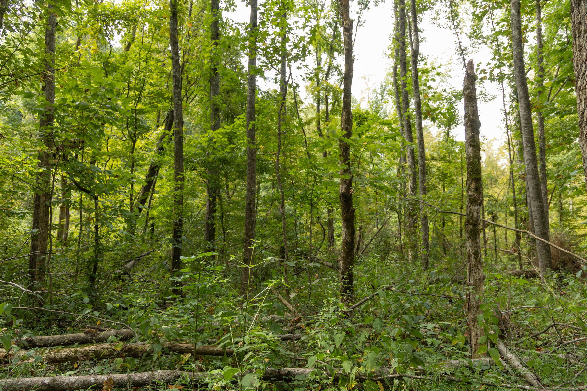 Big White Oak Tract 124 photo 12