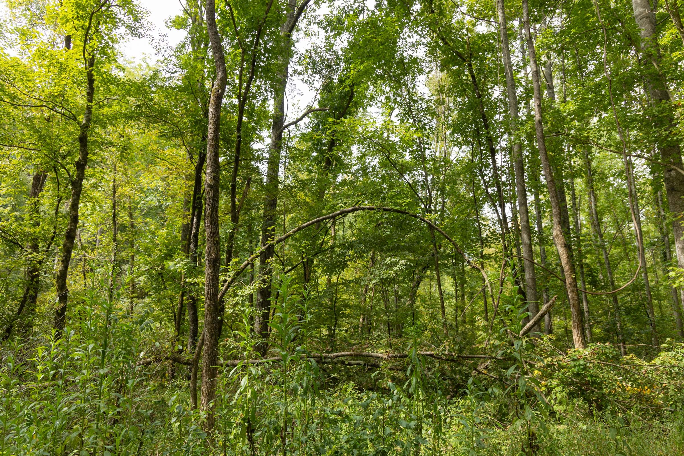 Big White Oak Tract 124 photo 11