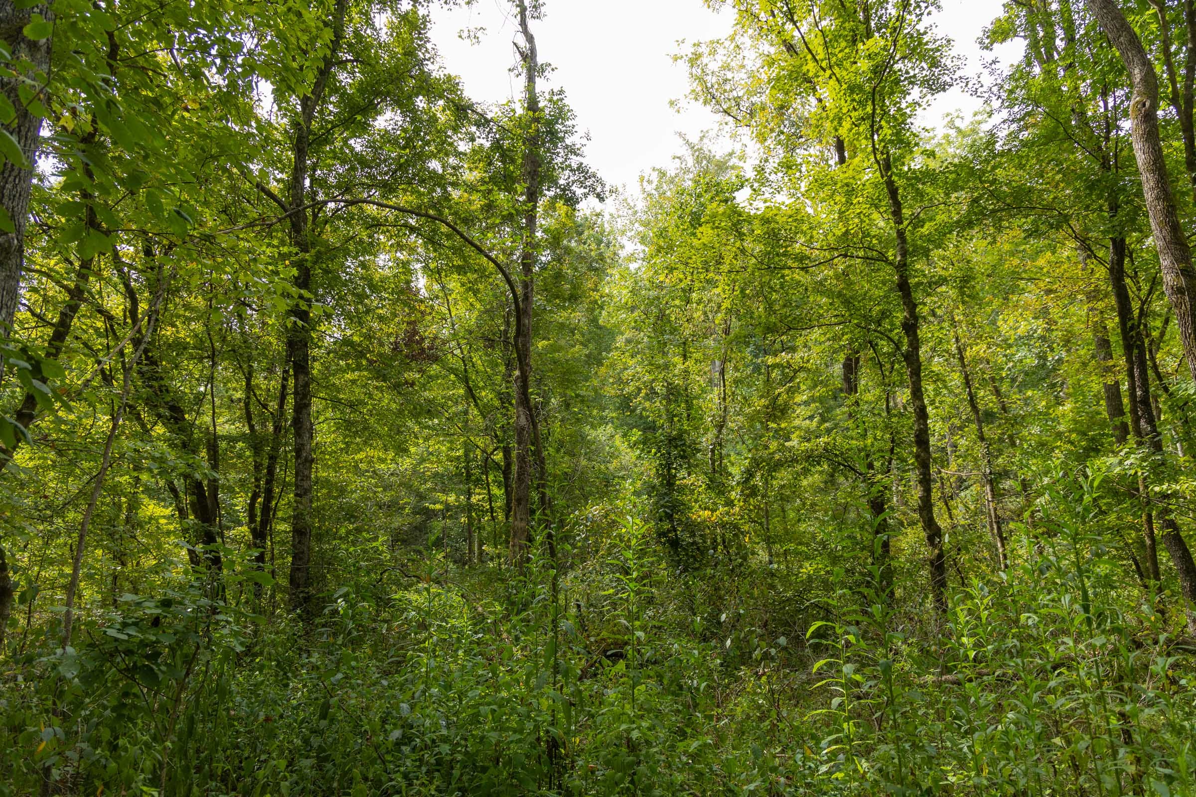 Big White Oak Tract 124 photo 10