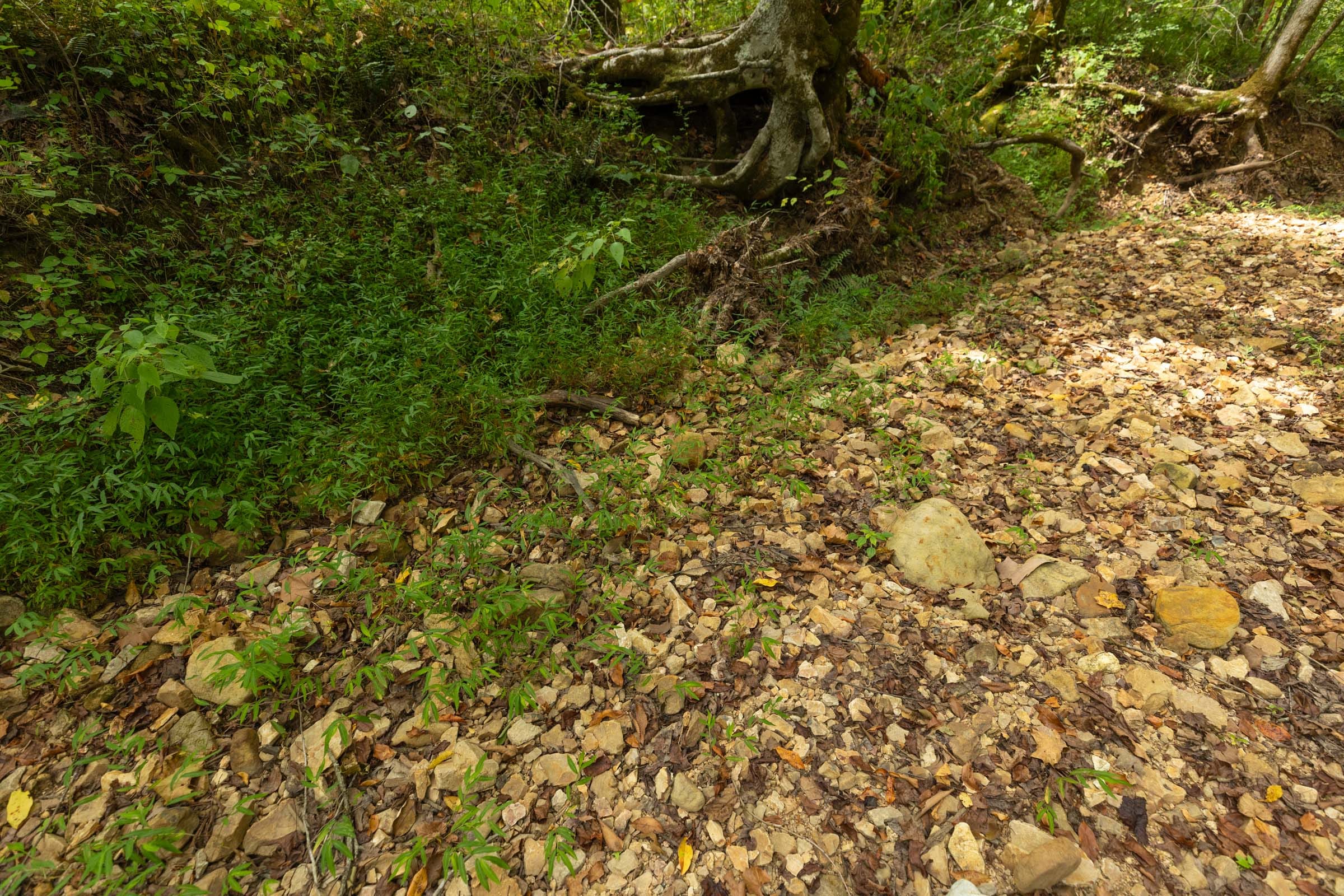 Big White Oak Tract 124 photo 9