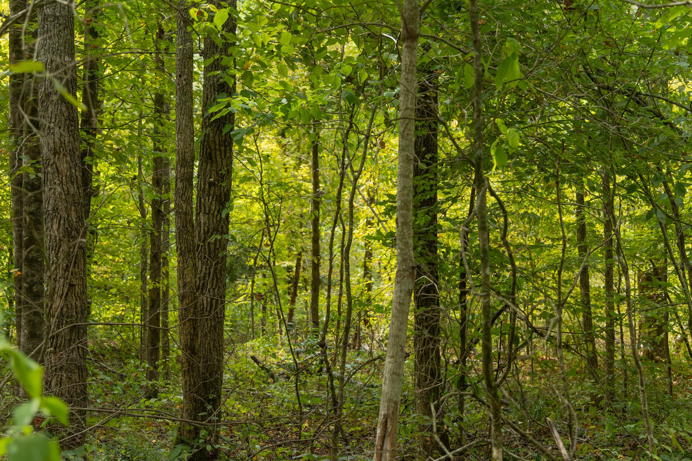 Big White Oak Tract 124 photo 8