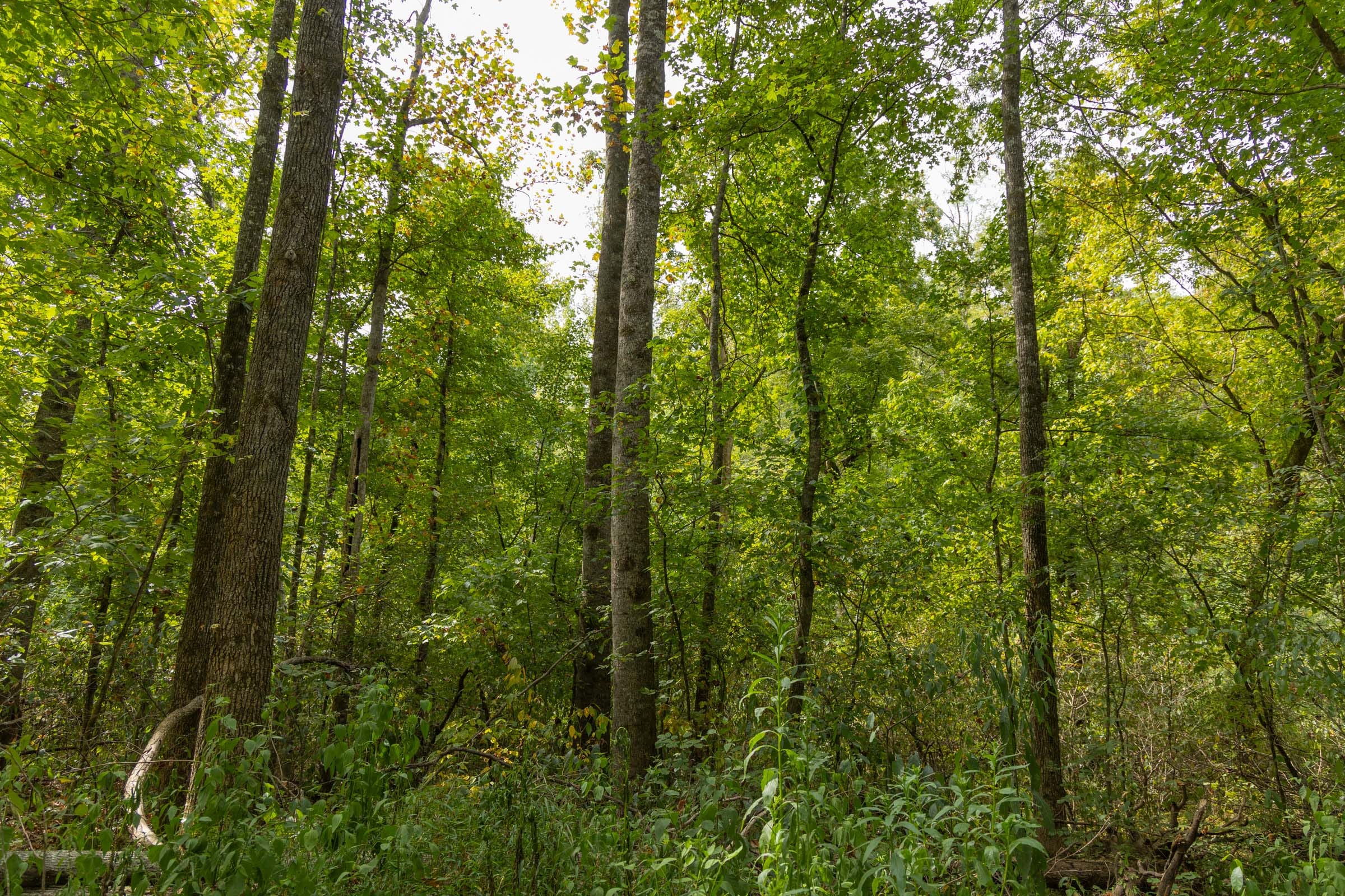 Big White Oak Tract 124 photo 7