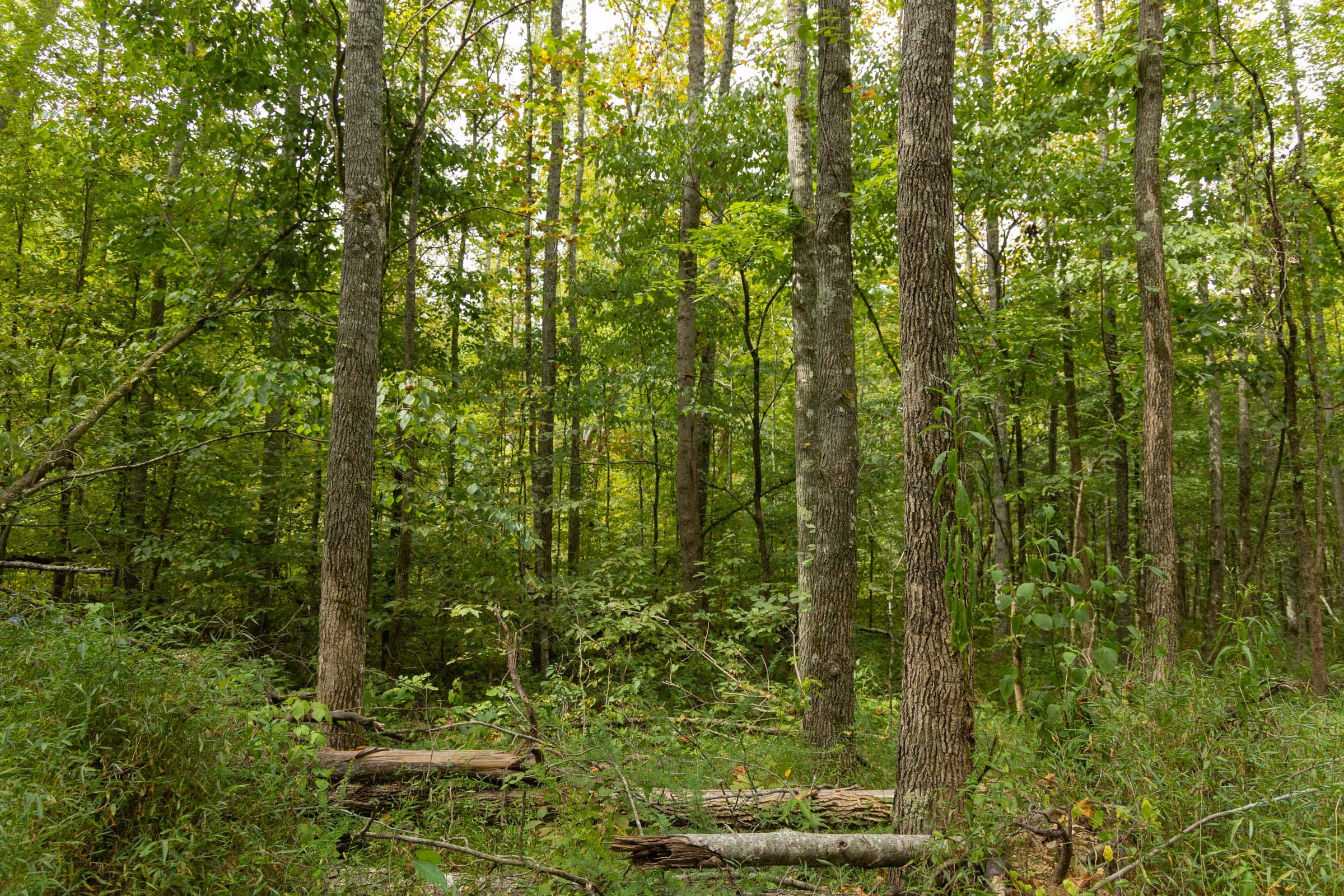 Big White Oak Tract 124 photo 6