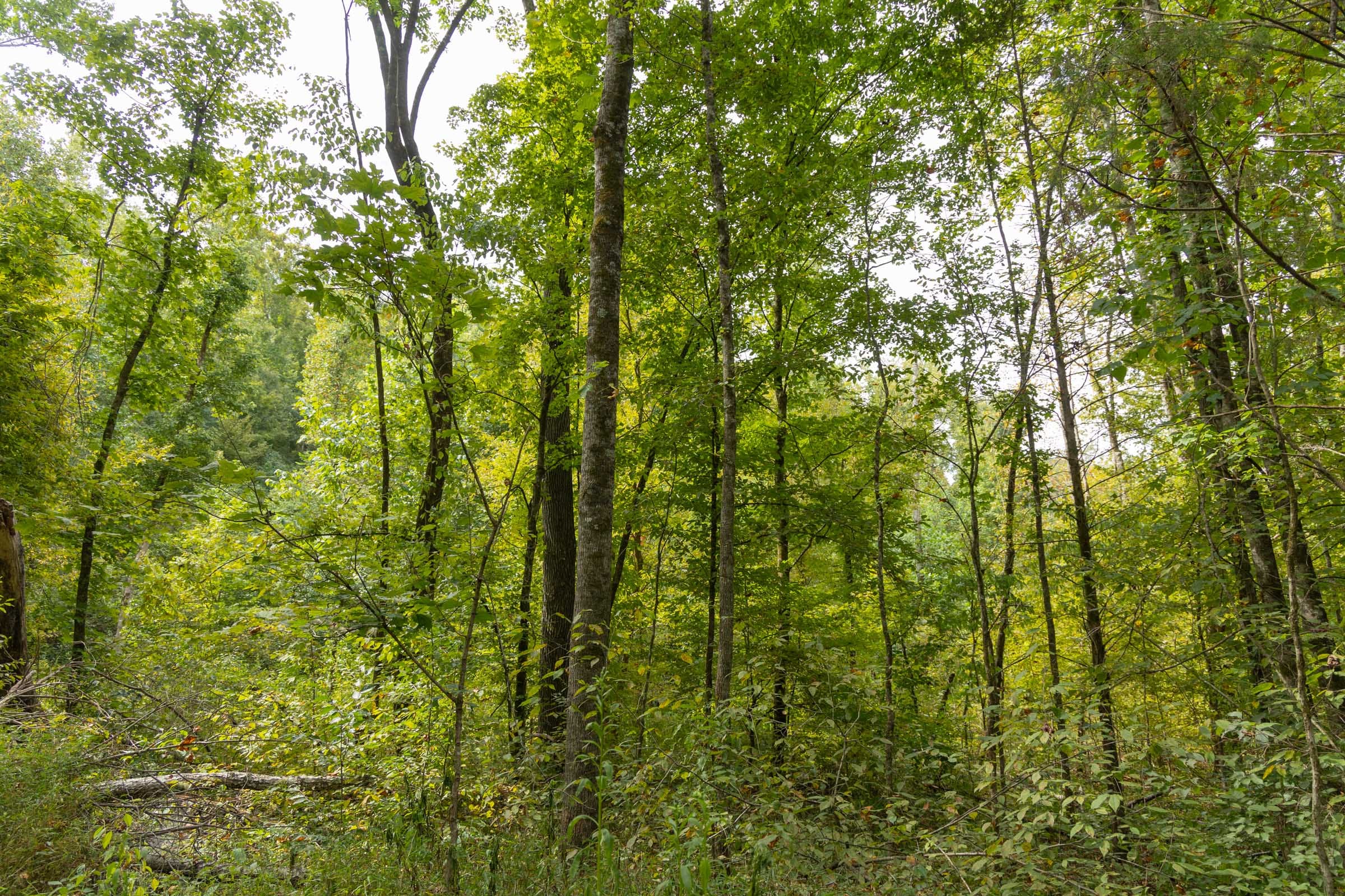 Big White Oak Tract 124 photo 5
