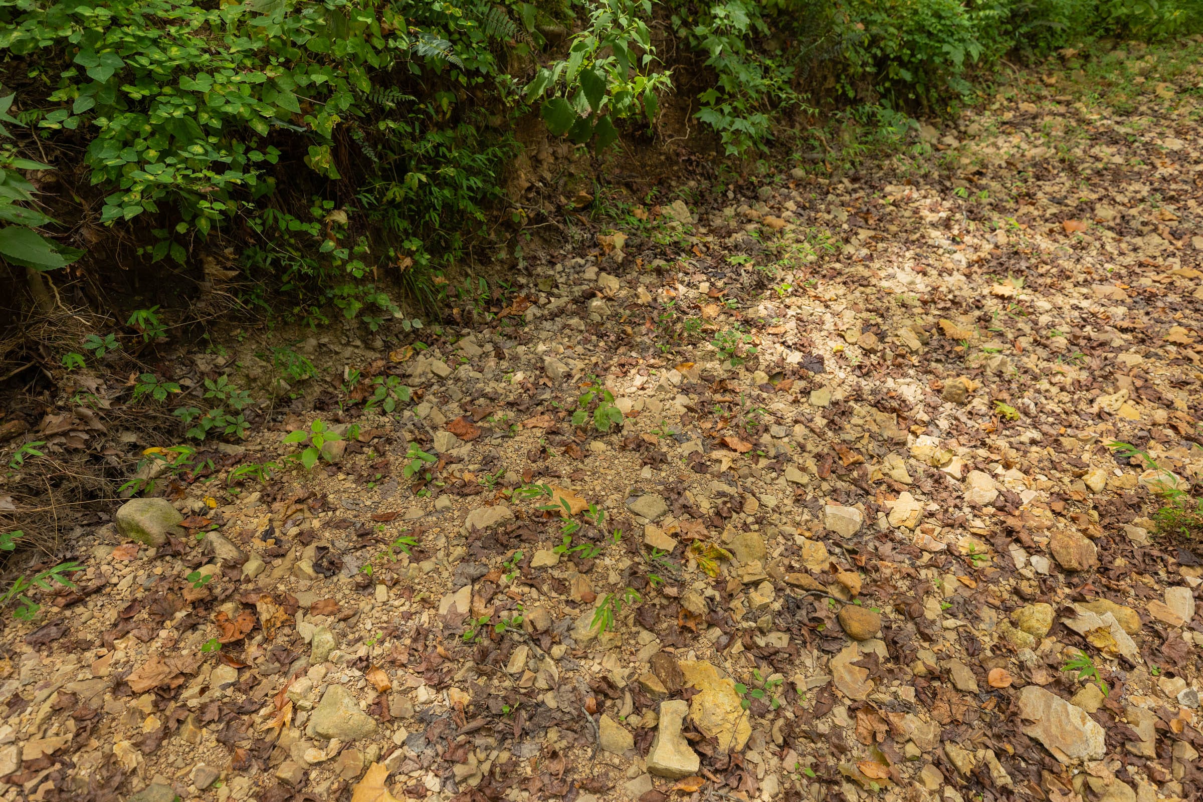 Big White Oak Tract 124 photo 1