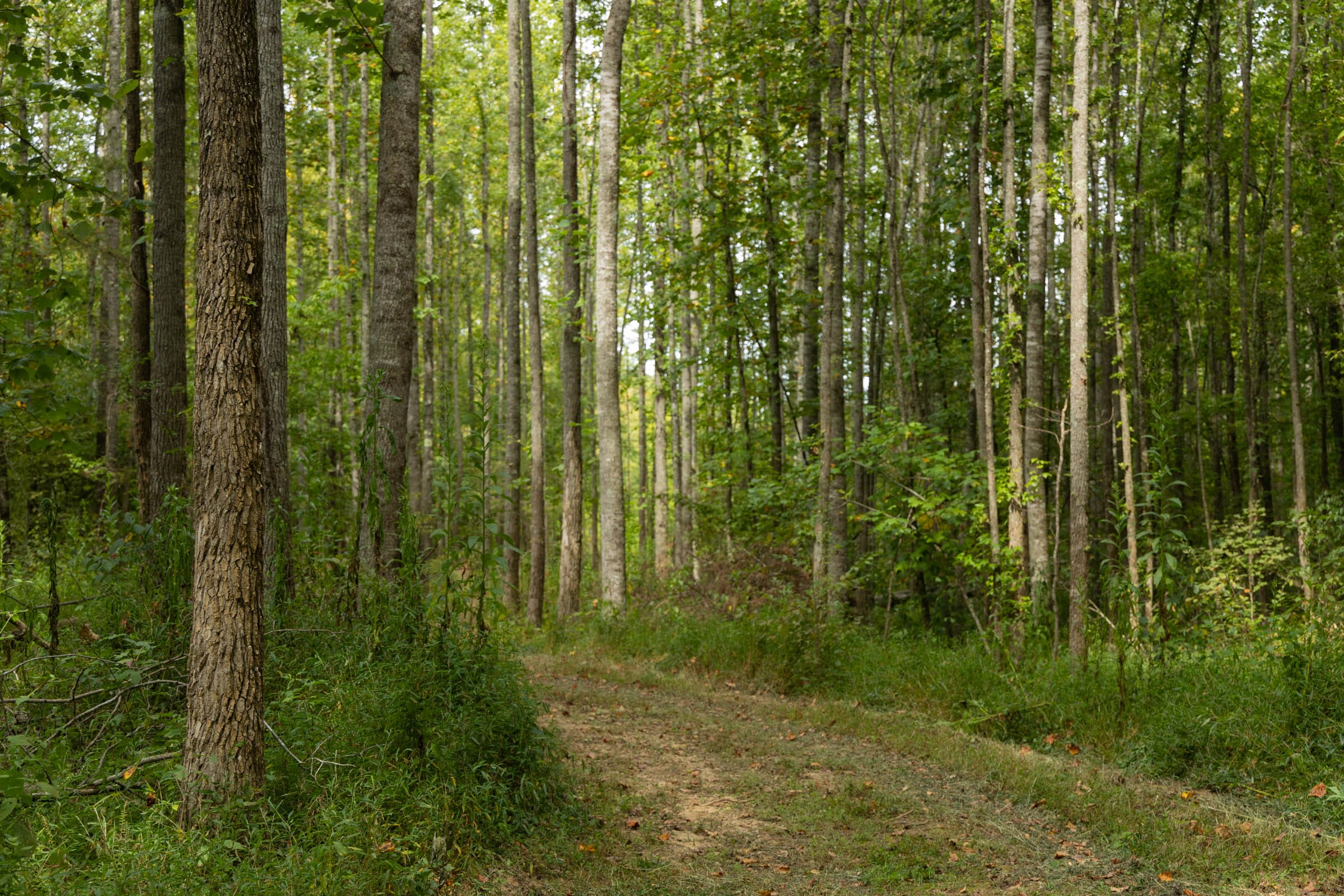 Big White Oak Tract 124 photo 4