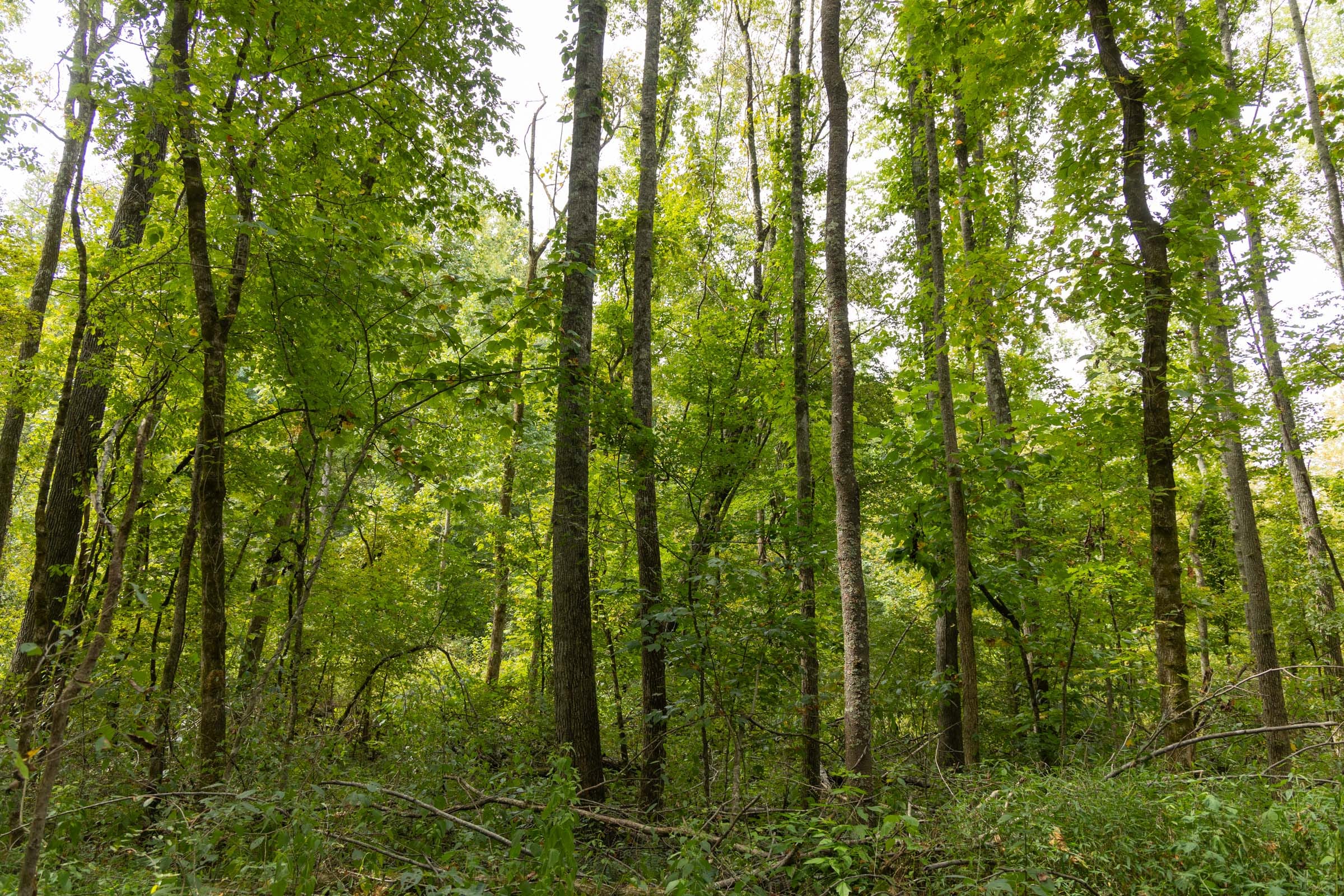 Big White Oak Tract 124 photo 3