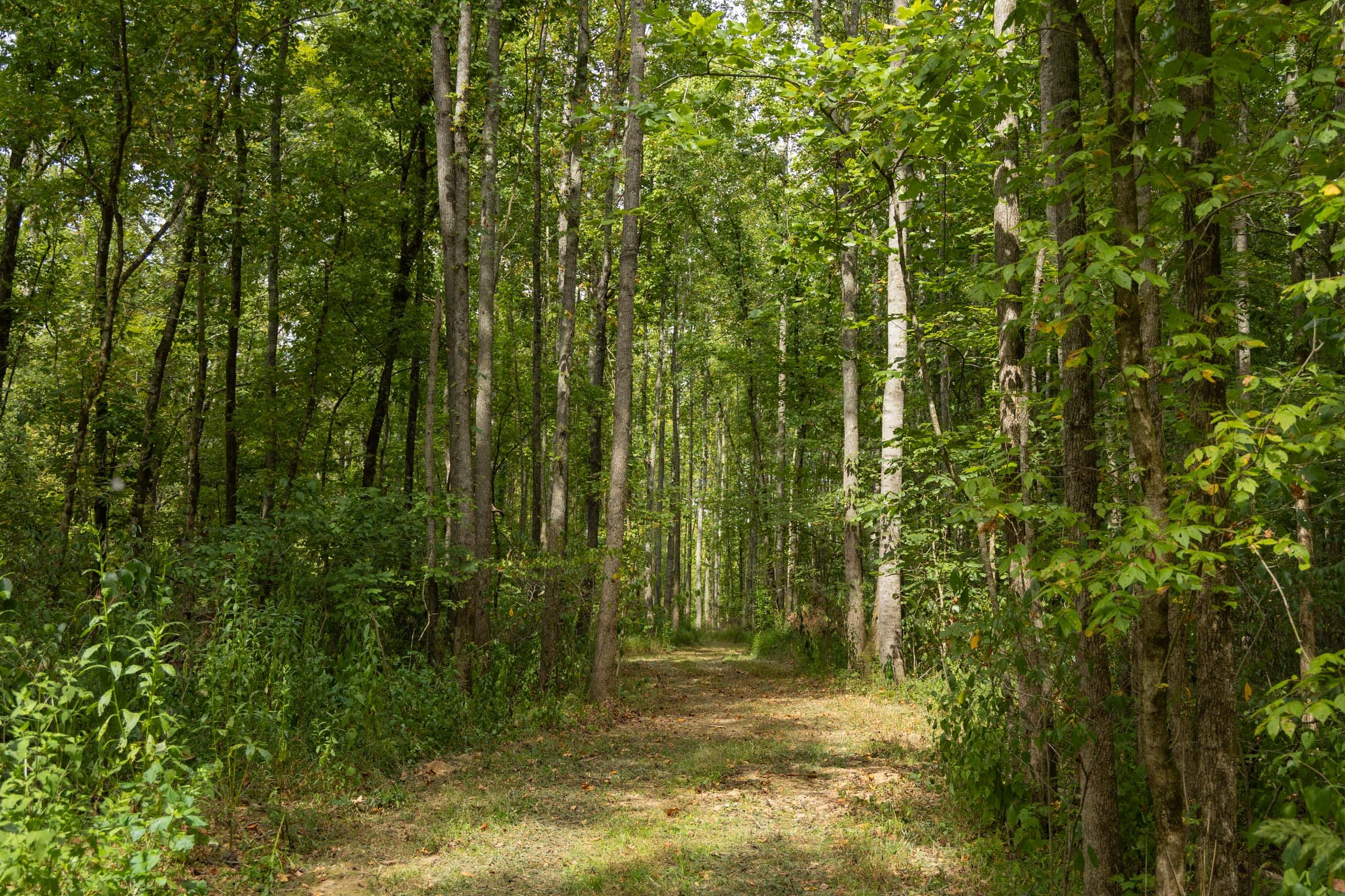 Big White Oak Tract 124 photo 2