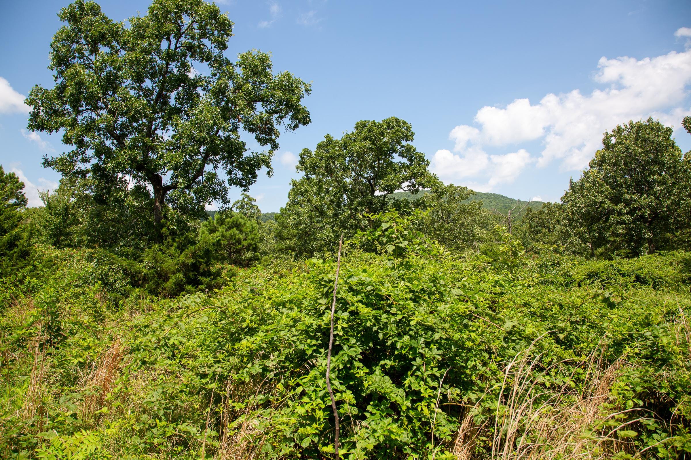 Tyler Stone Ranch Tract 27 photo 24