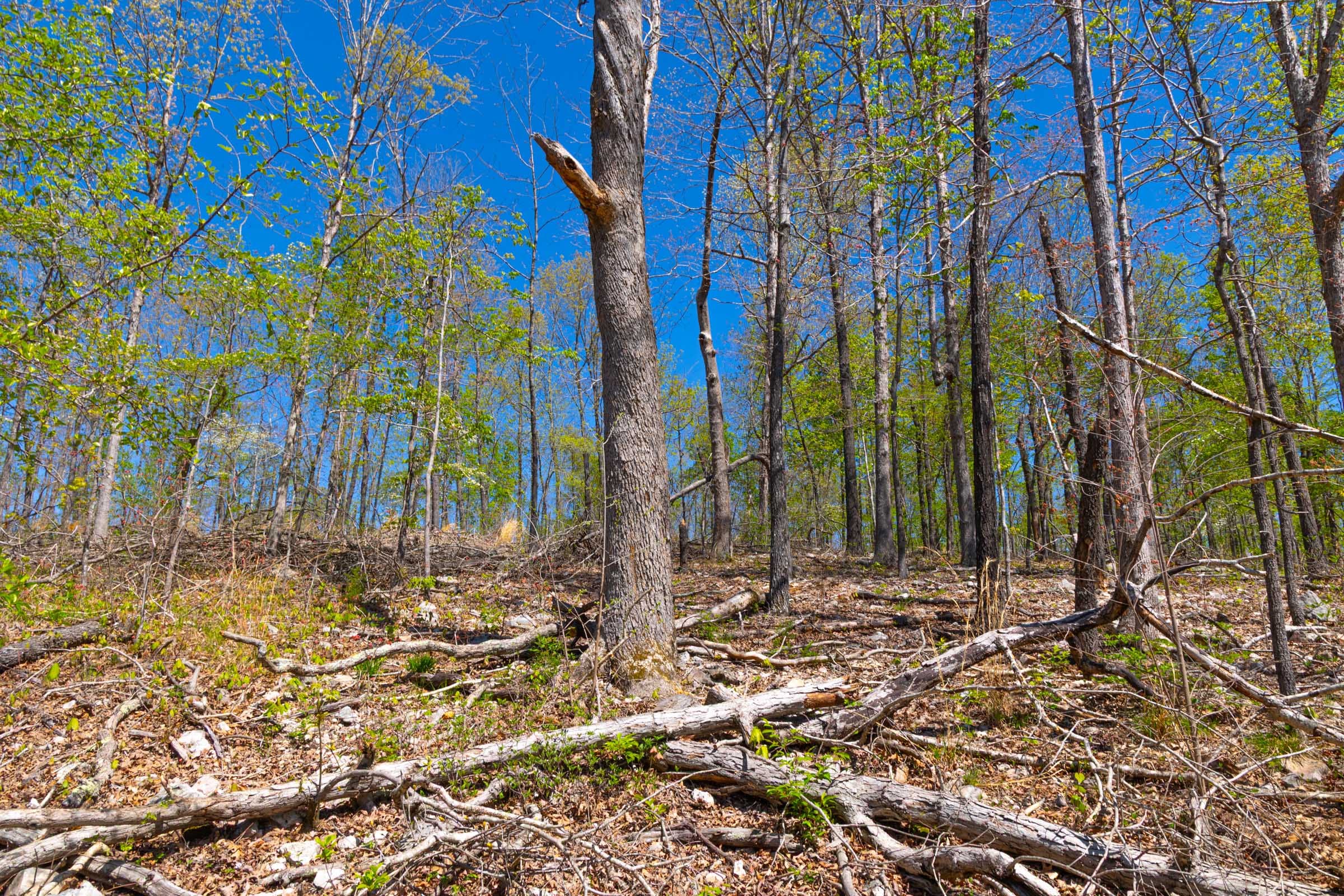 Lazybrook Tract 12 photo 11