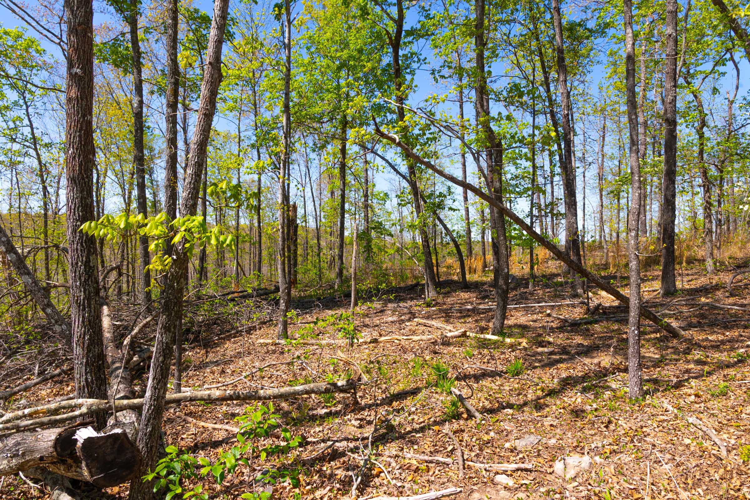 Lazybrook Tract 12 photo 7