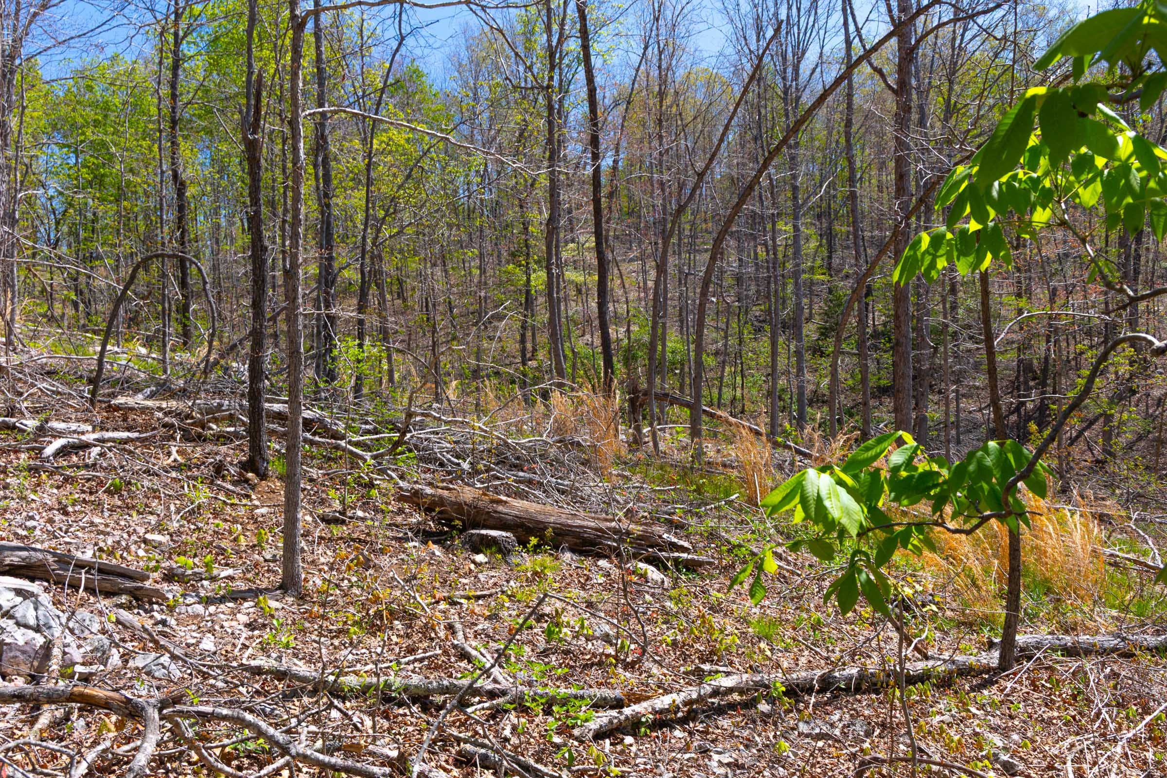 Lazybrook Tract 12 photo 10