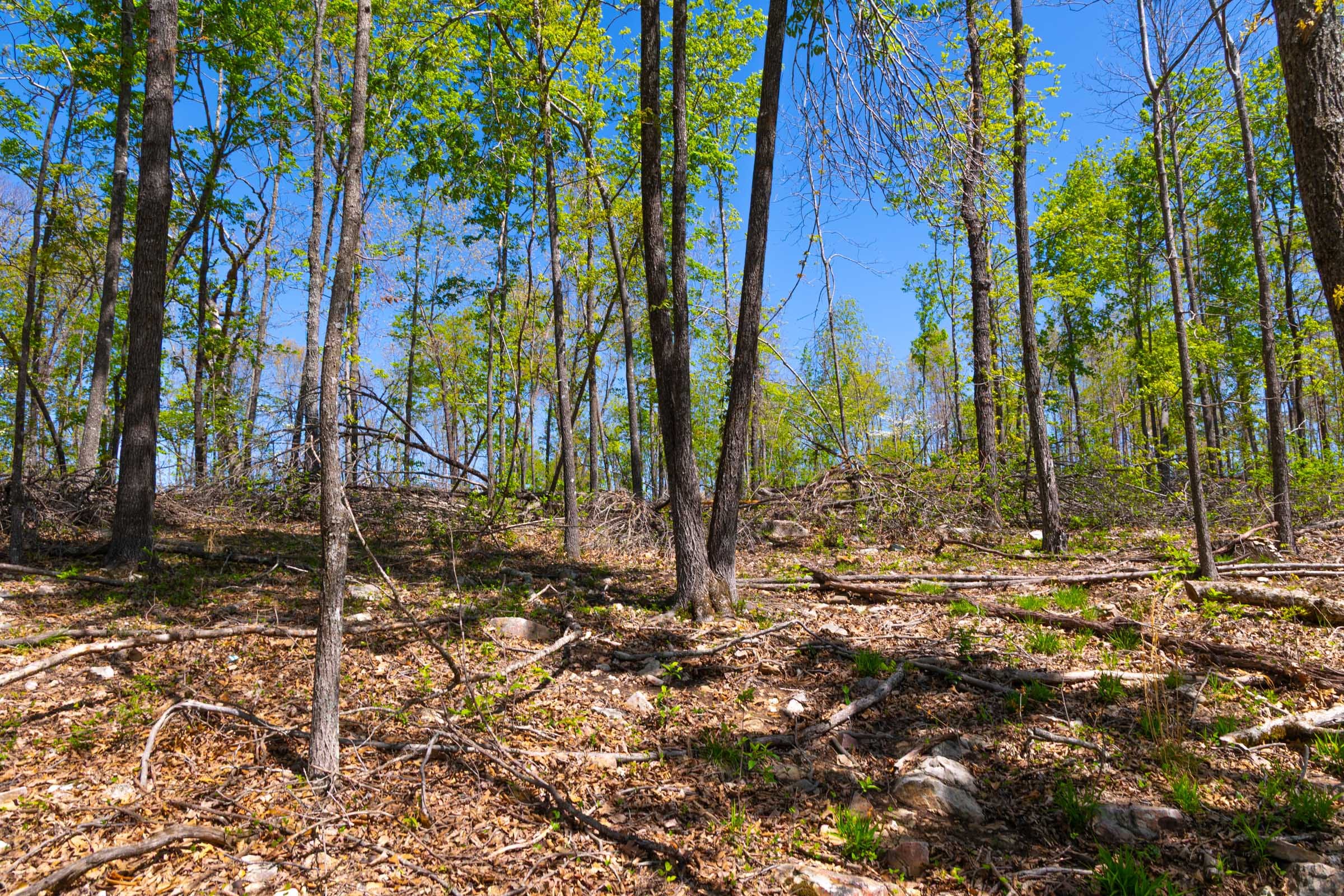 Lazybrook Tract 12 photo 1