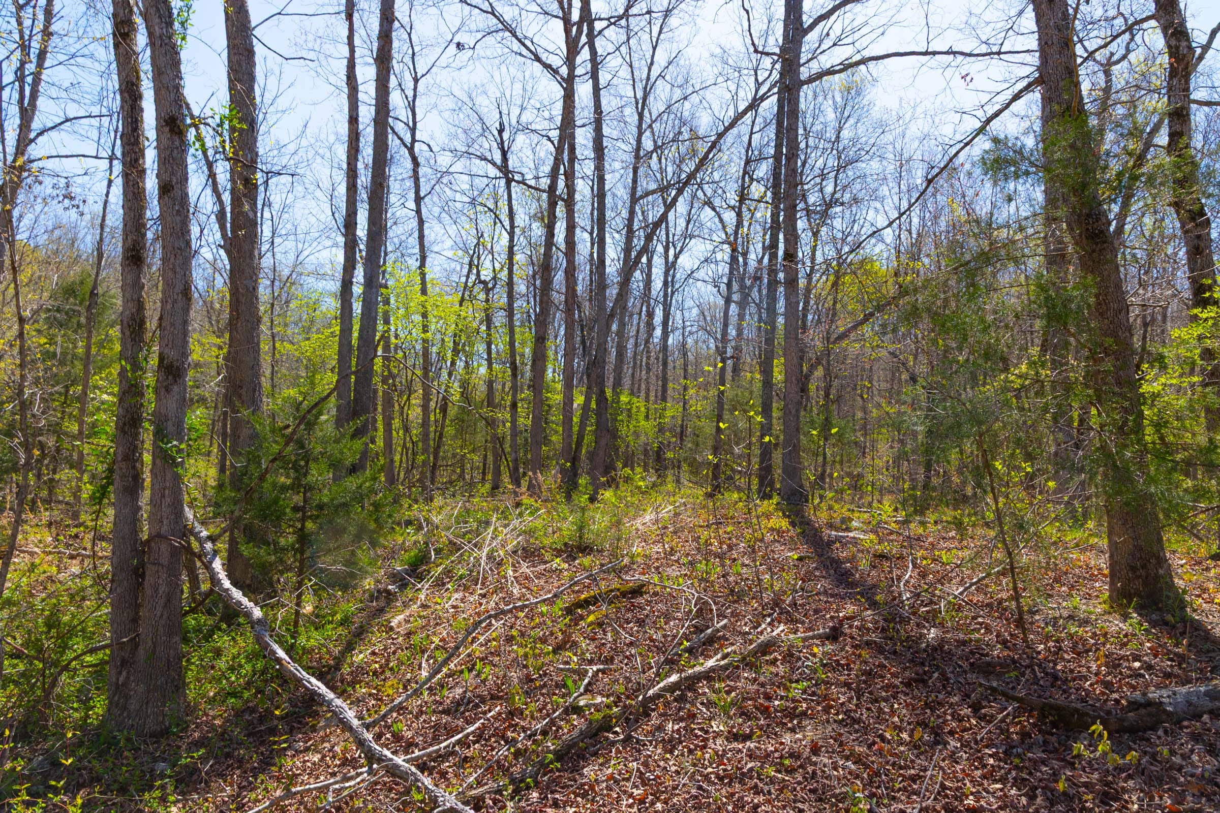 Lazybrook Tract 12 photo 4