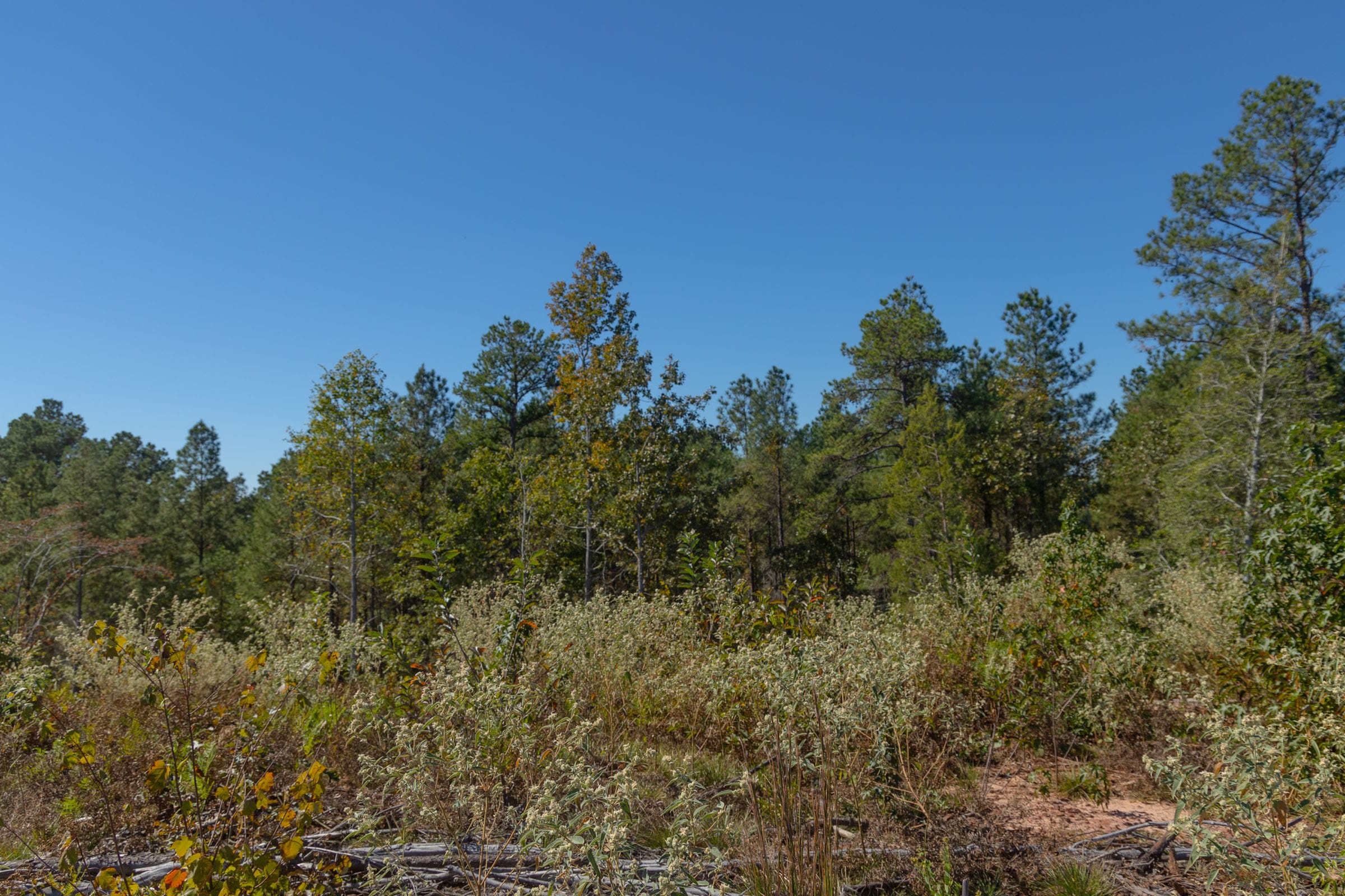 Meyer’s Ridge Tract 41 photo 5