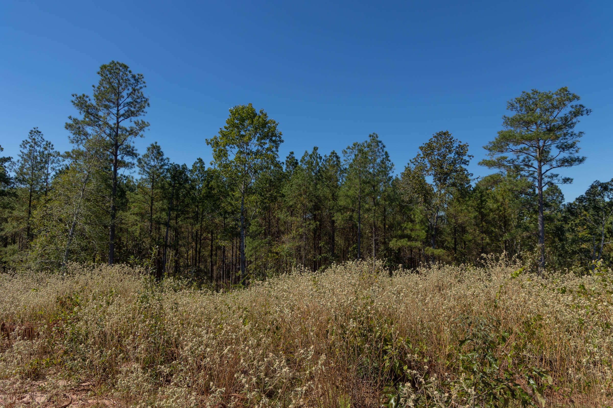 Meyer’s Ridge Tract 41 photo 4