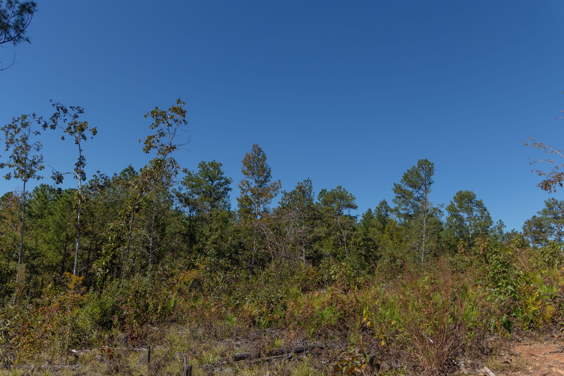 Meyer’s Ridge Tract 41 photo 10