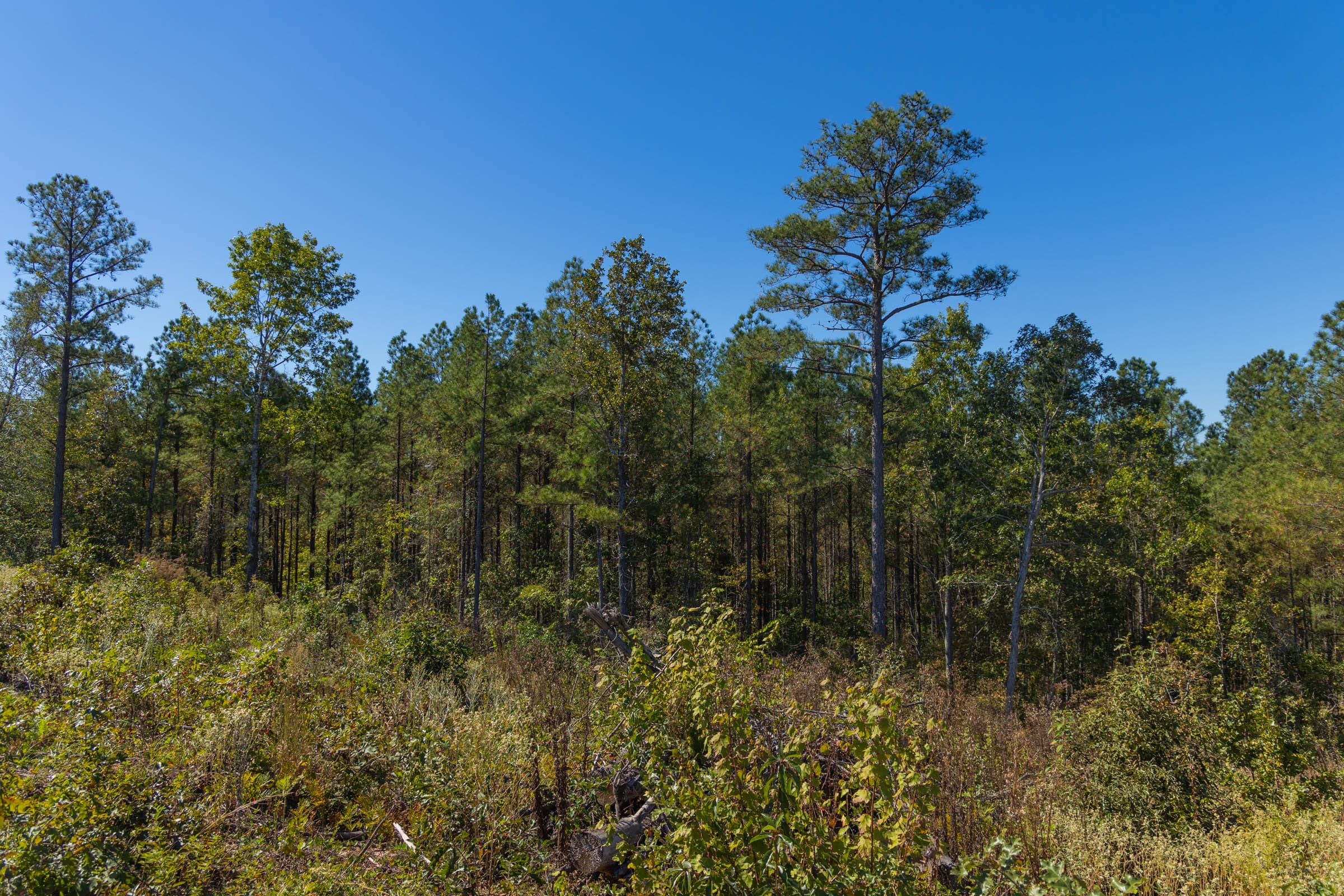 Meyer’s Ridge Tract 41 photo 9