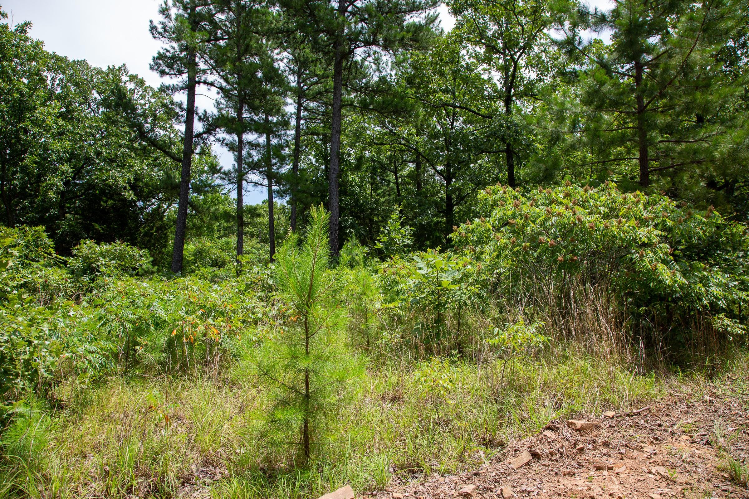 Tyler Stone Ranch Tract 21 photo 5