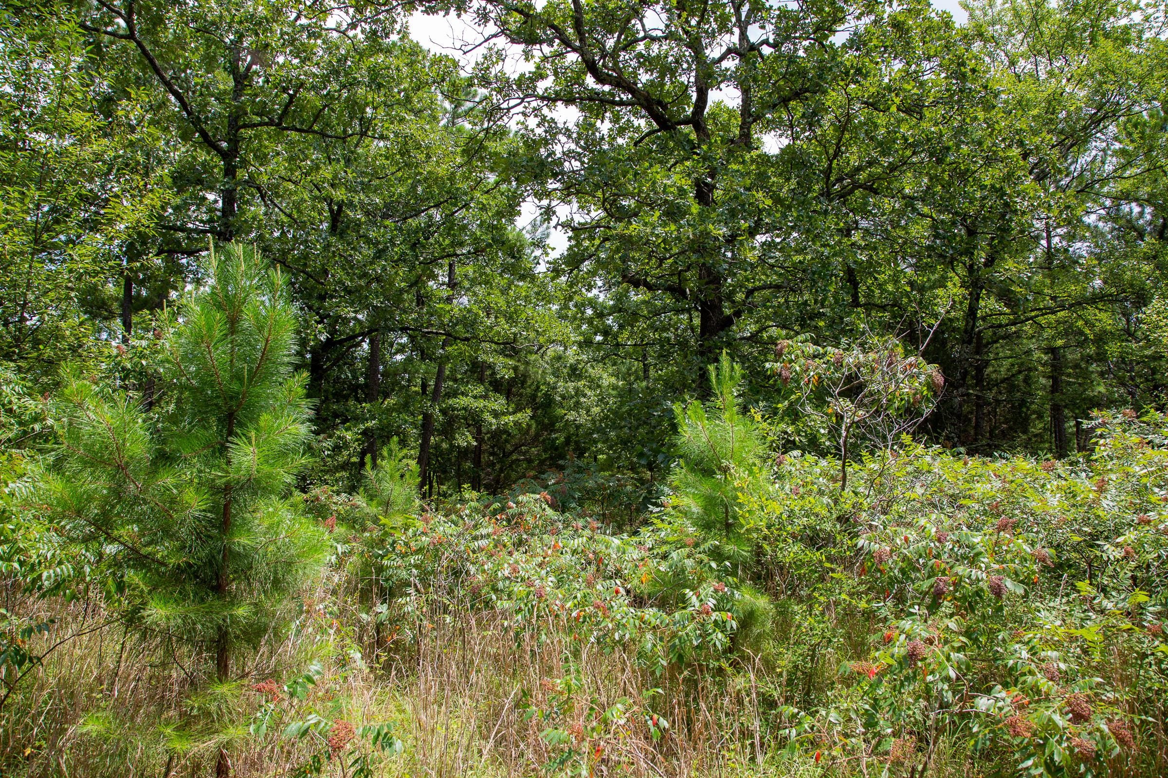 Tyler Stone Ranch Tract 21 photo 6