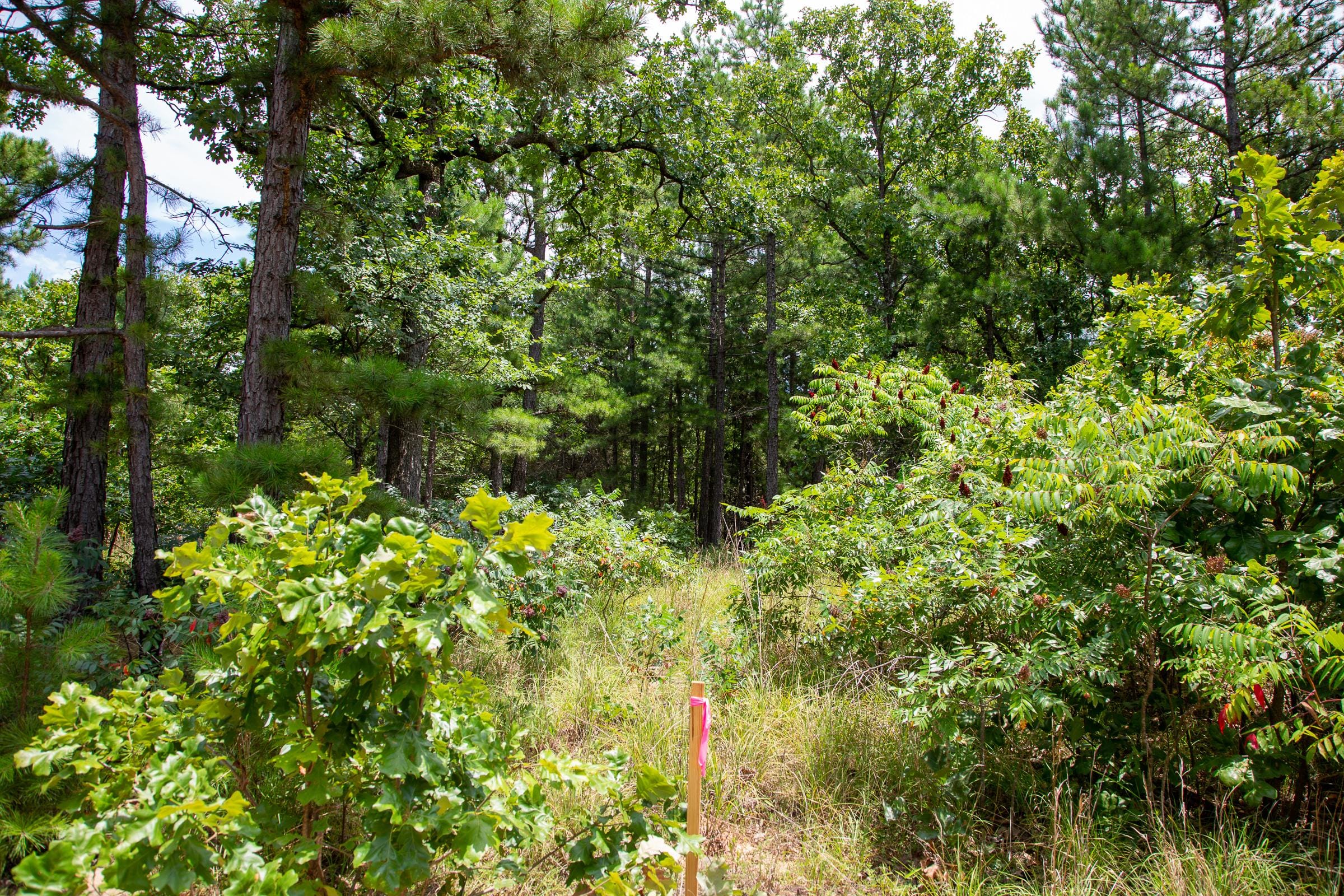 Tyler Stone Ranch Tract 21 photo 11
