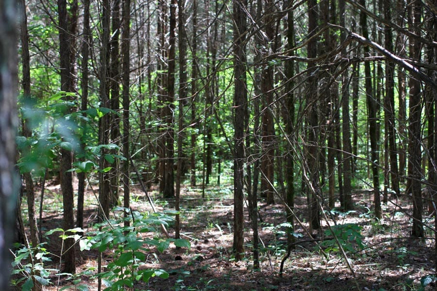 Hickory Hill Ranch Tract 1 photo 5