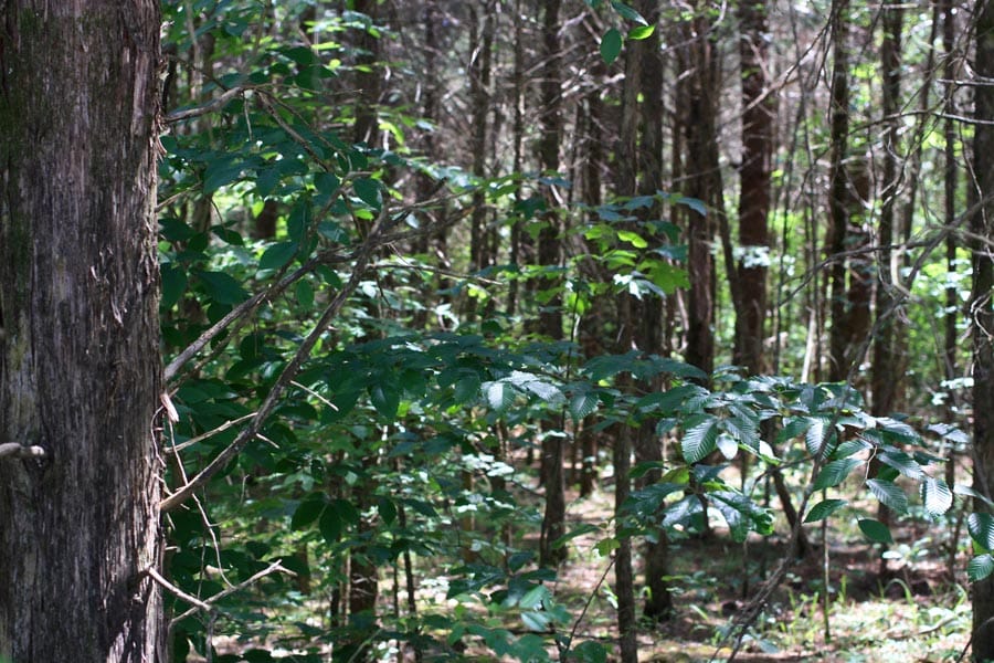 Hickory Hill Ranch Tract 1 photo 6