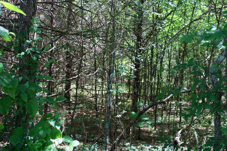 Hickory Hill Ranch Tract 1 photo 8