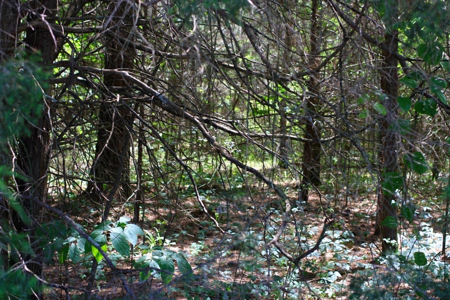 Hickory Hill Ranch Tract 1 photo 9