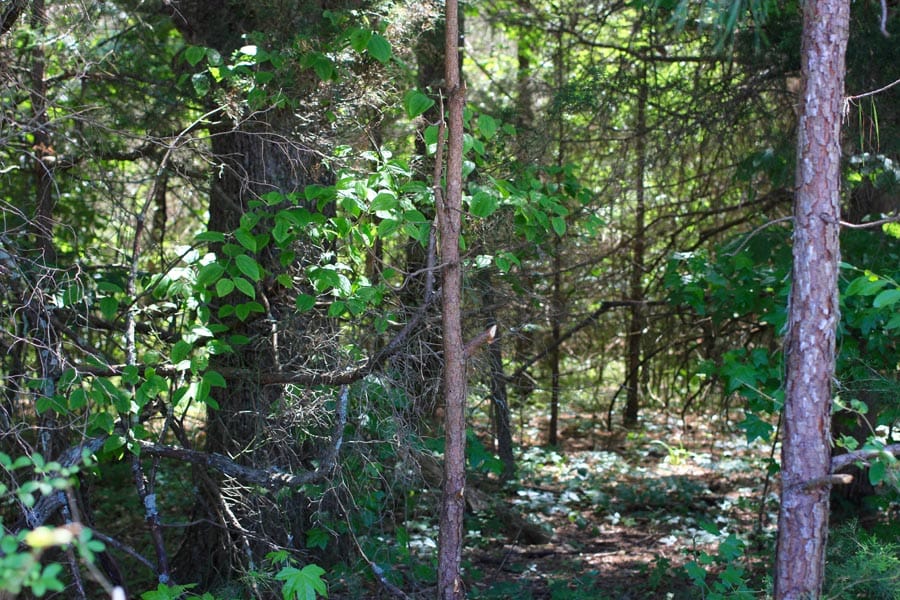 Hickory Hill Ranch Tract 1 photo 10