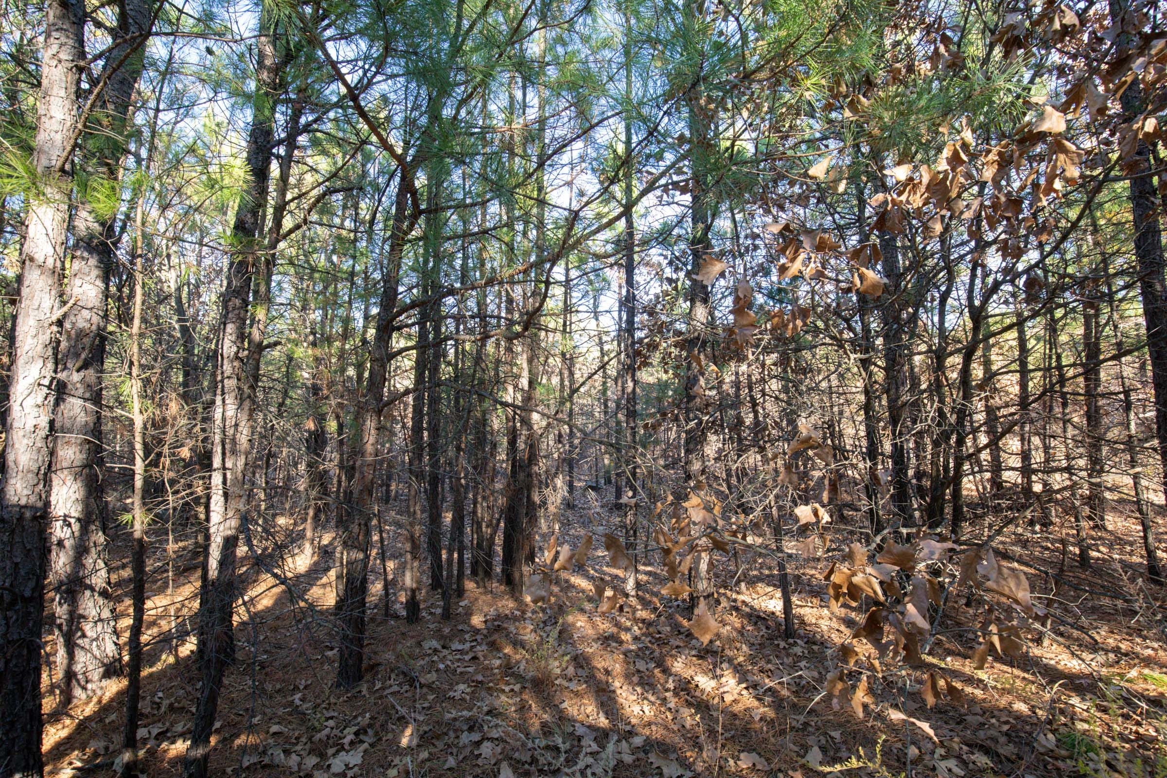 Stone Bridge Phase II Tract 82 photo 6