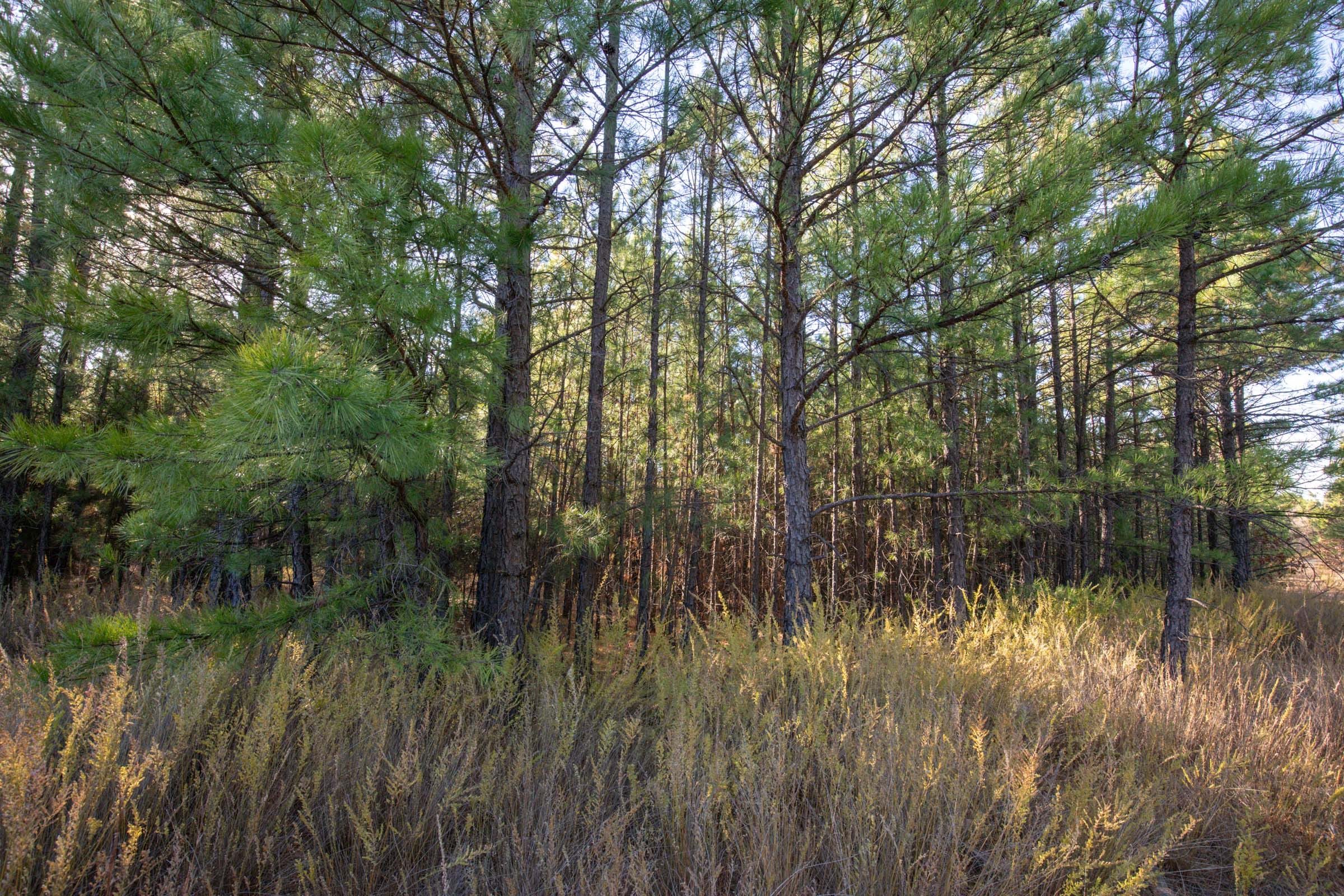 Stone Bridge Phase II Tract 82 photo 11