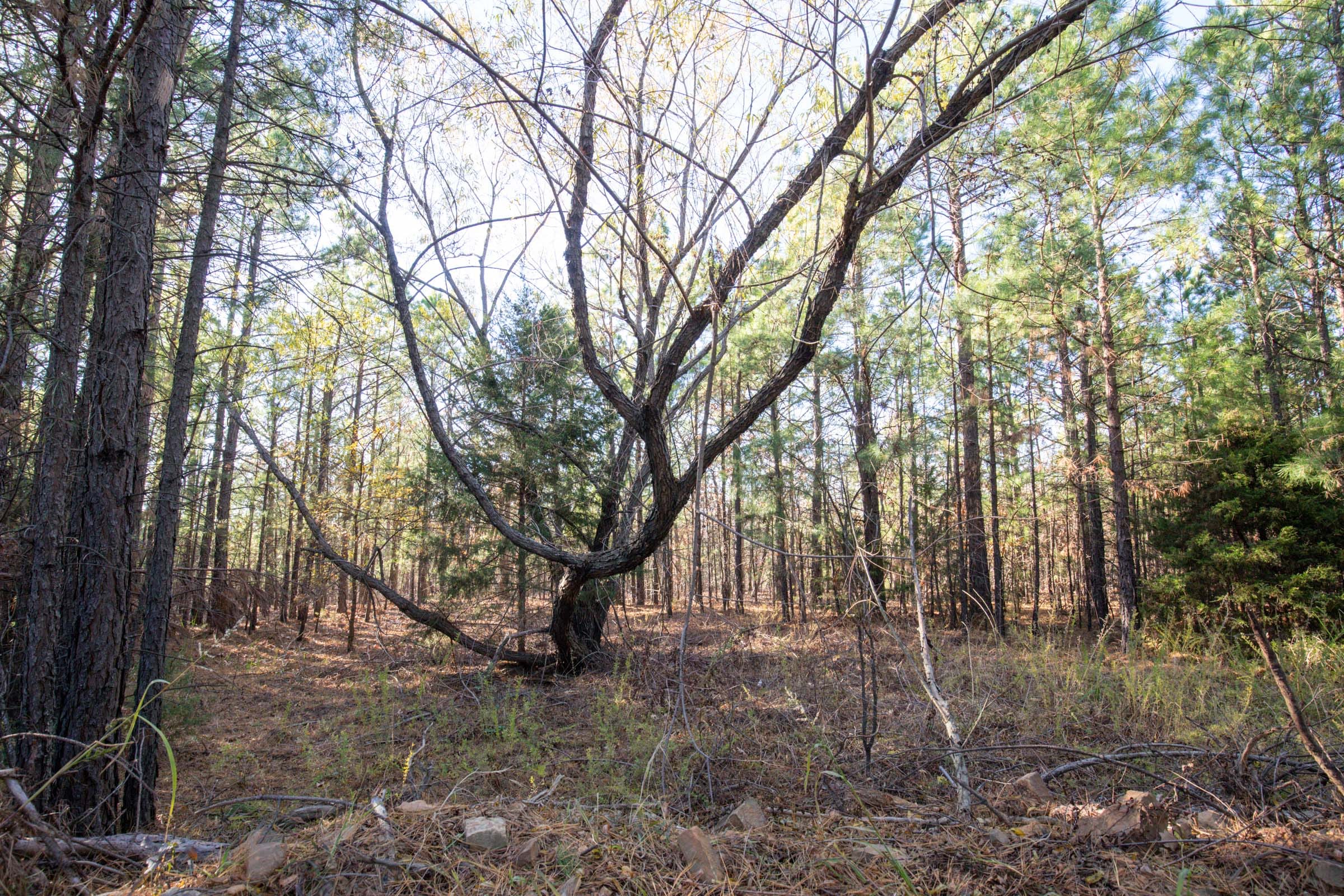 Stone Bridge Phase II Tract 82 photo 12