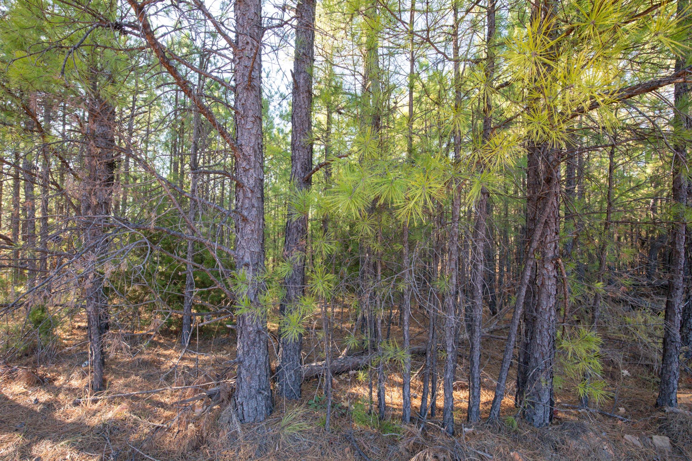 Stone Bridge Phase II Tract 82 photo 15
