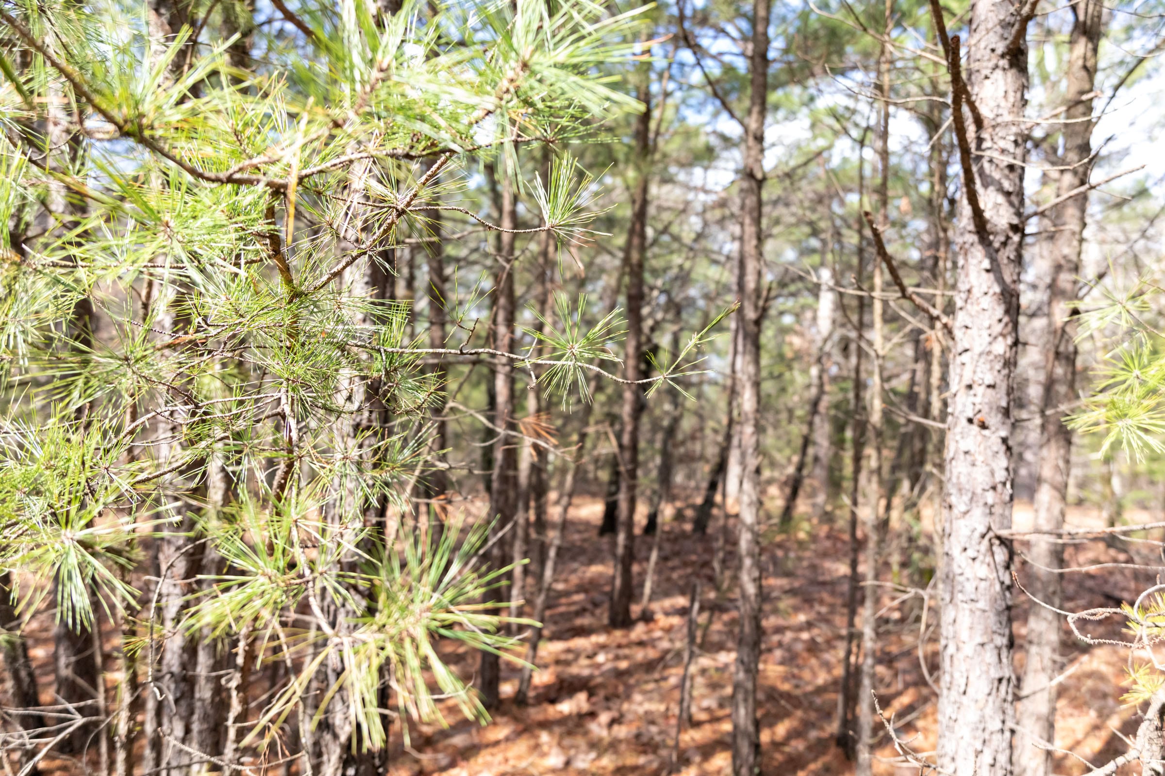 Stone Bridge Phase III Tract 185 photo 10