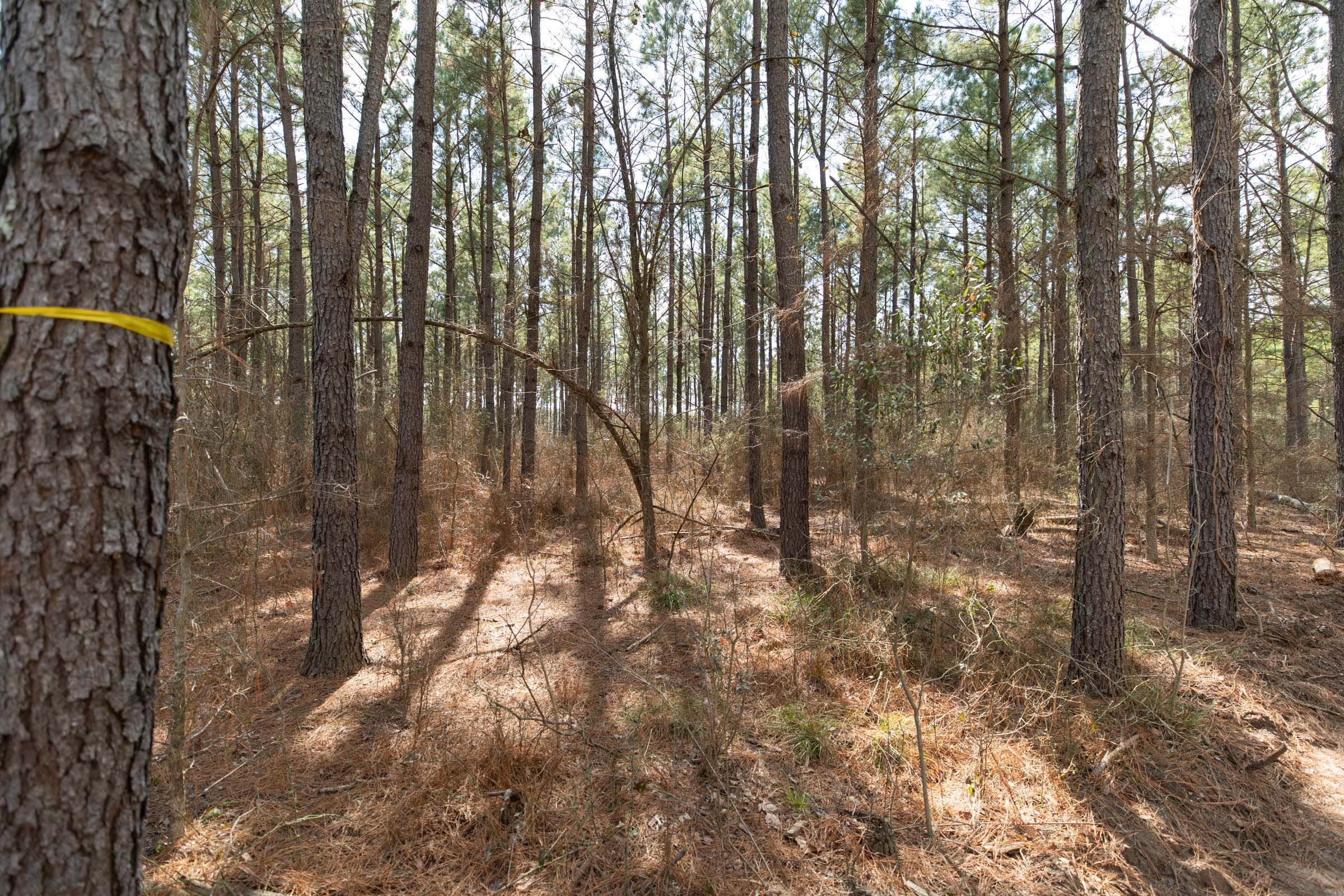Wishing Star Ranch Tract 62 photo 4