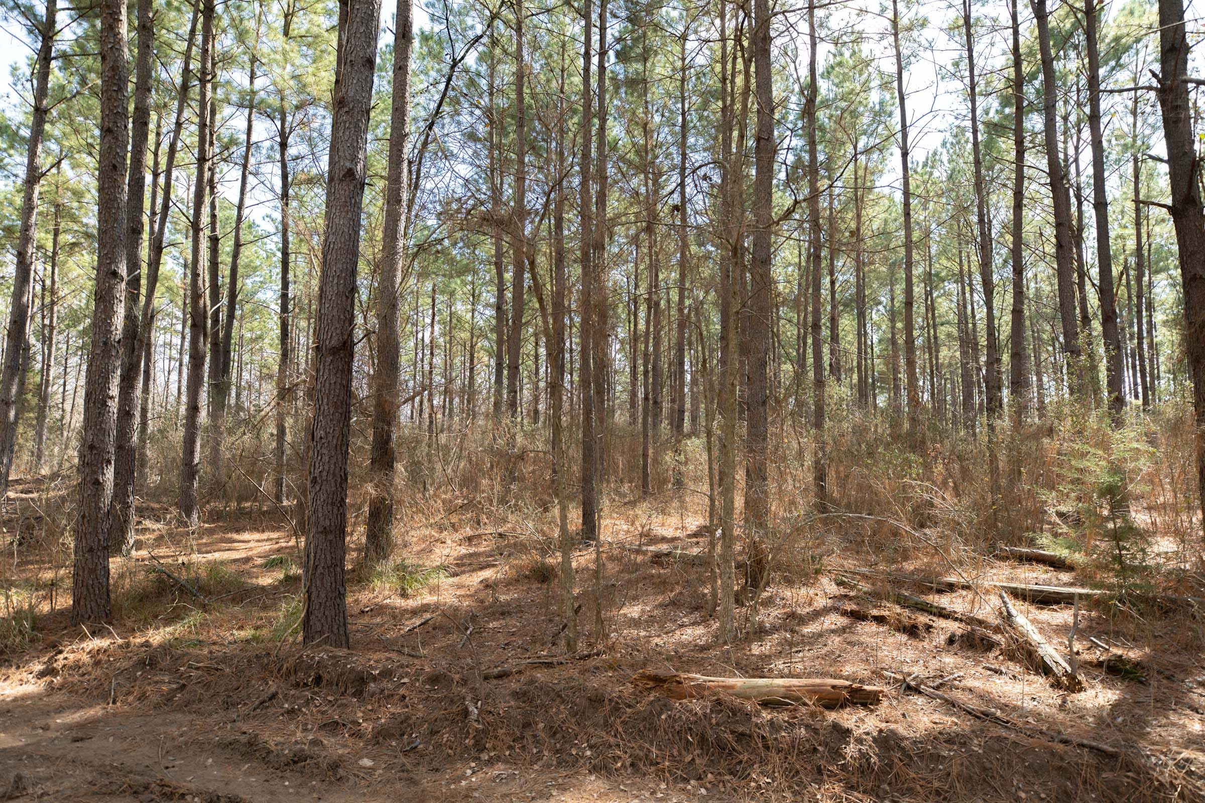 Wishing Star Ranch Tract 62 photo 7
