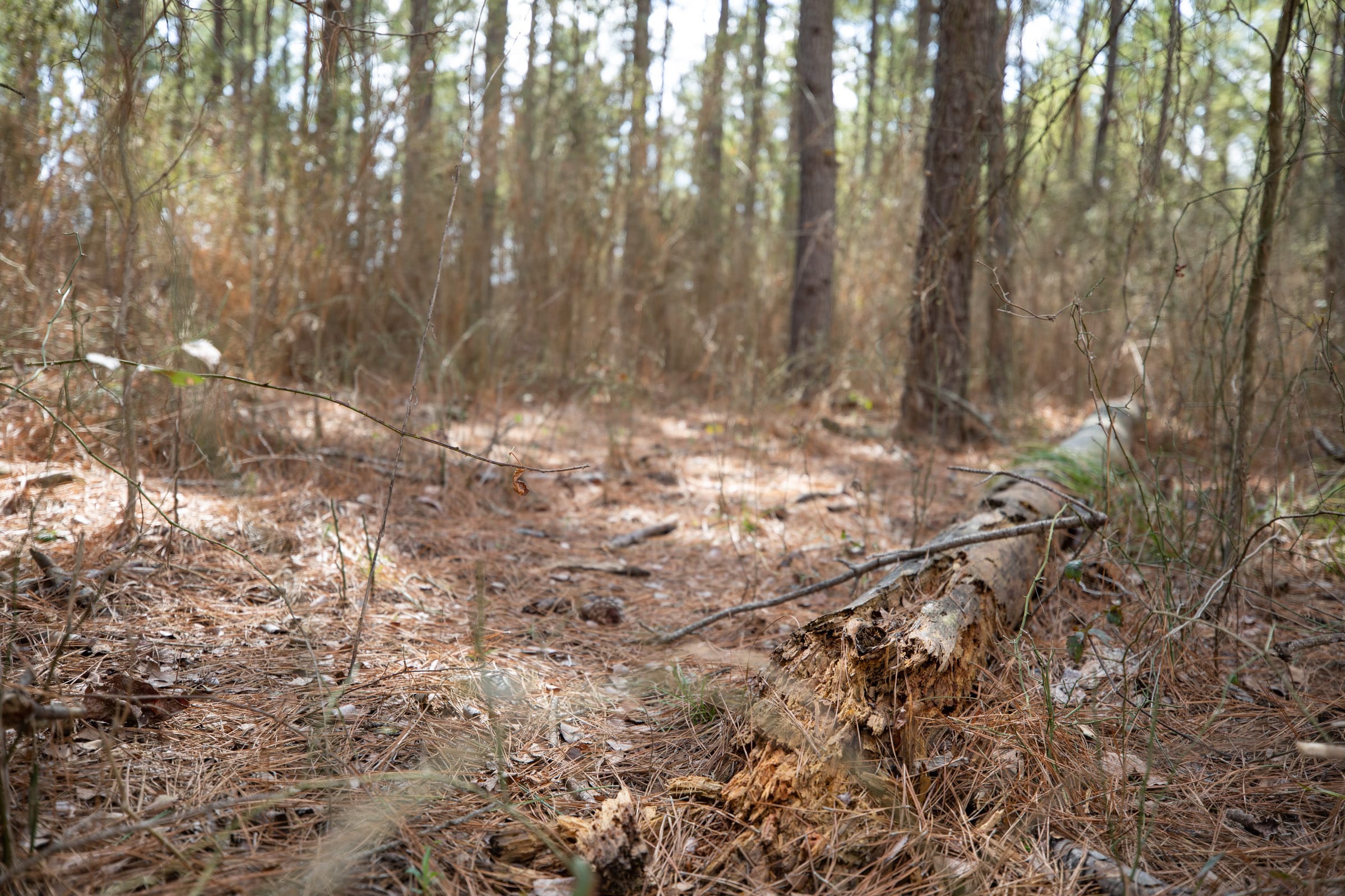 Wishing Star Ranch Tract 62 photo 8