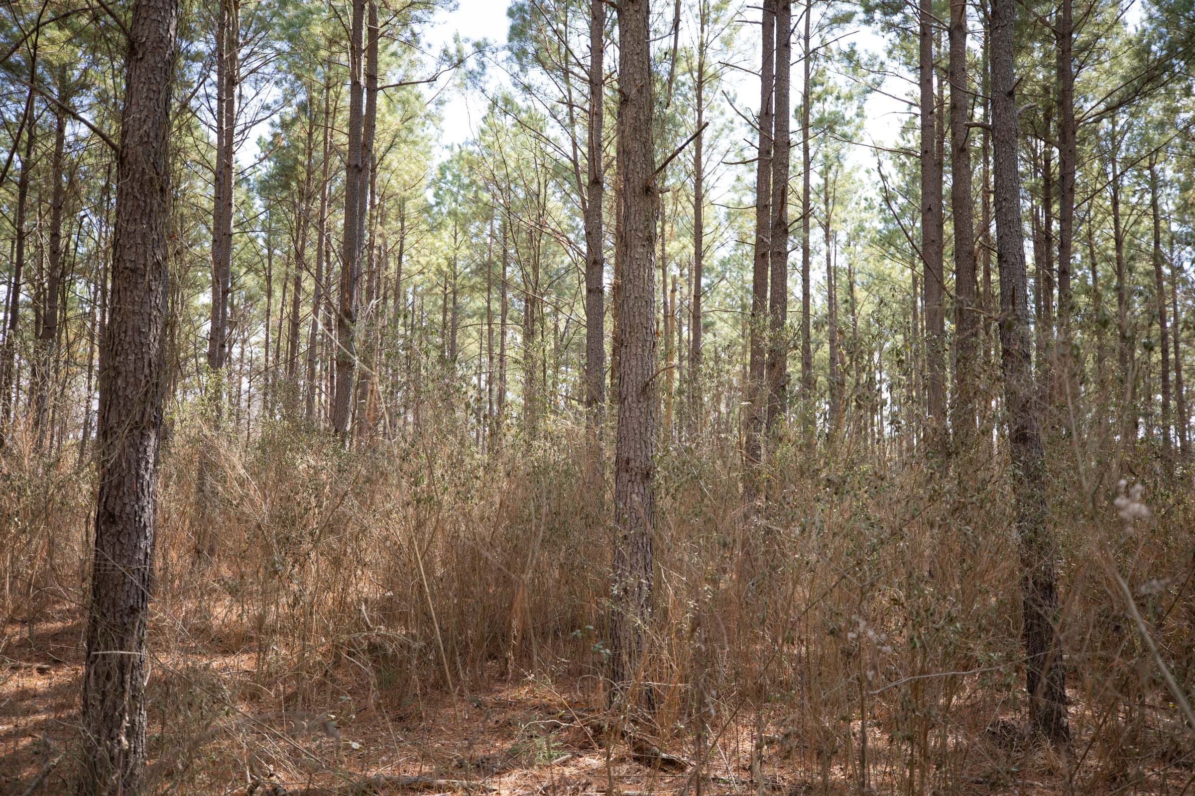 Wishing Star Ranch Tract 62 photo 9