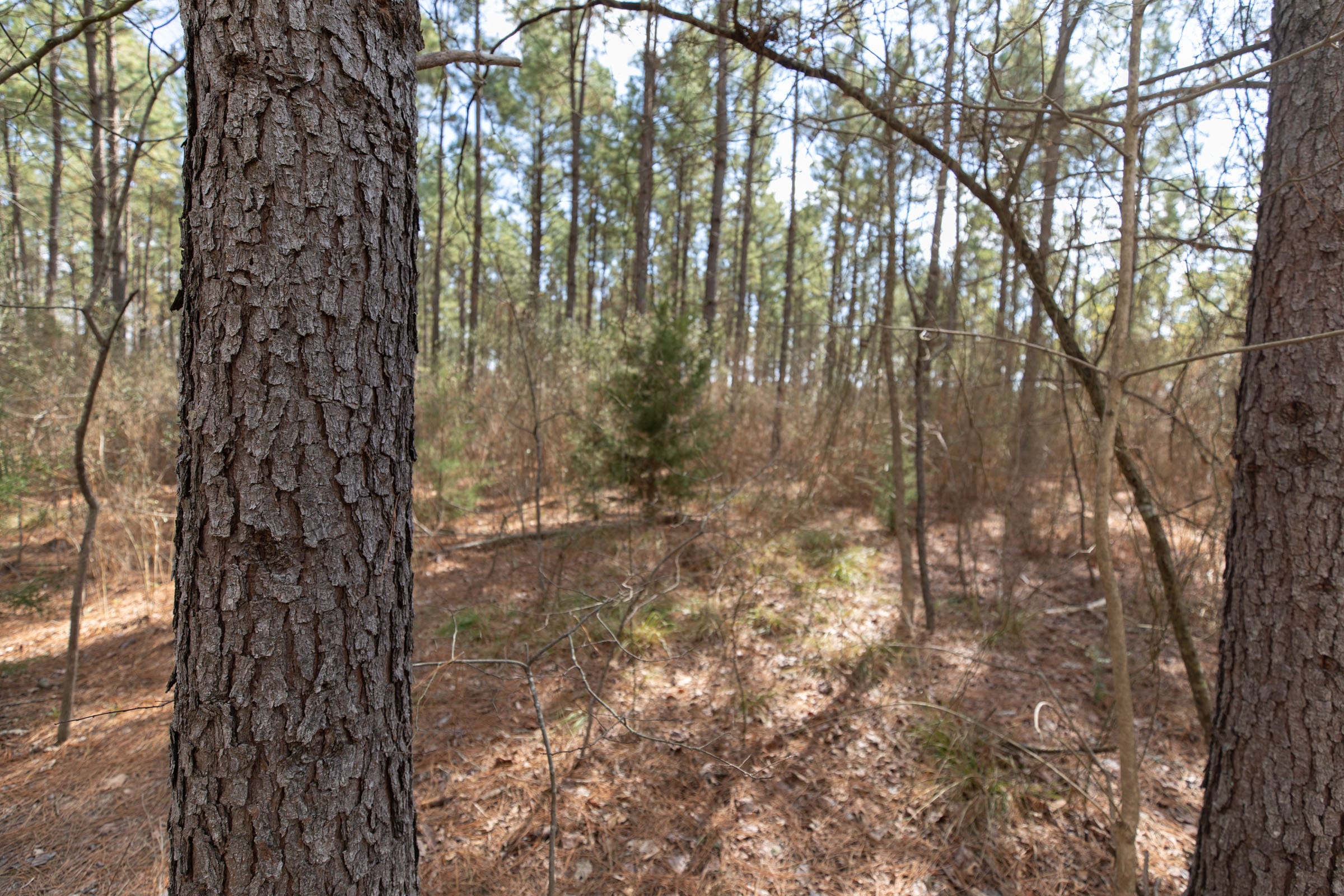 Wishing Star Ranch Tract 62 photo 11